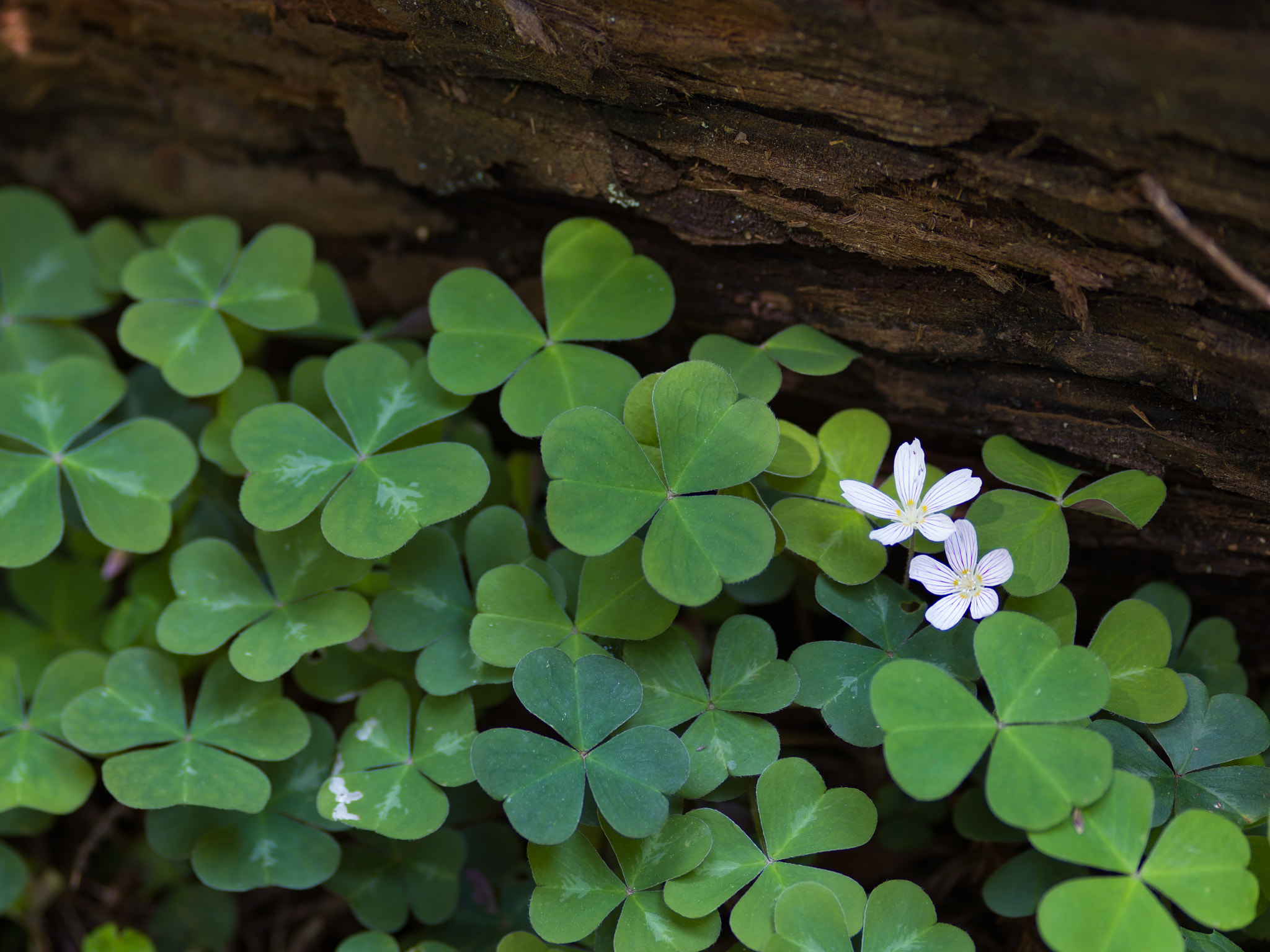 Pentax 645Z sample photo. Redwood sorrel photography