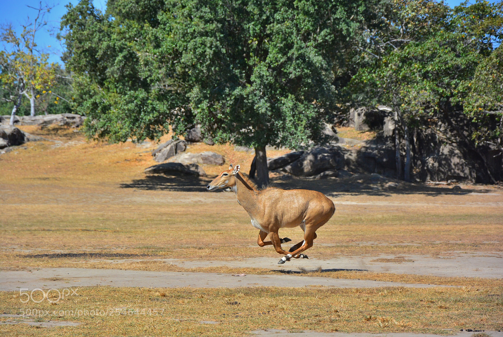 Nikon D7100 sample photo. Ponderosa adventure park photography