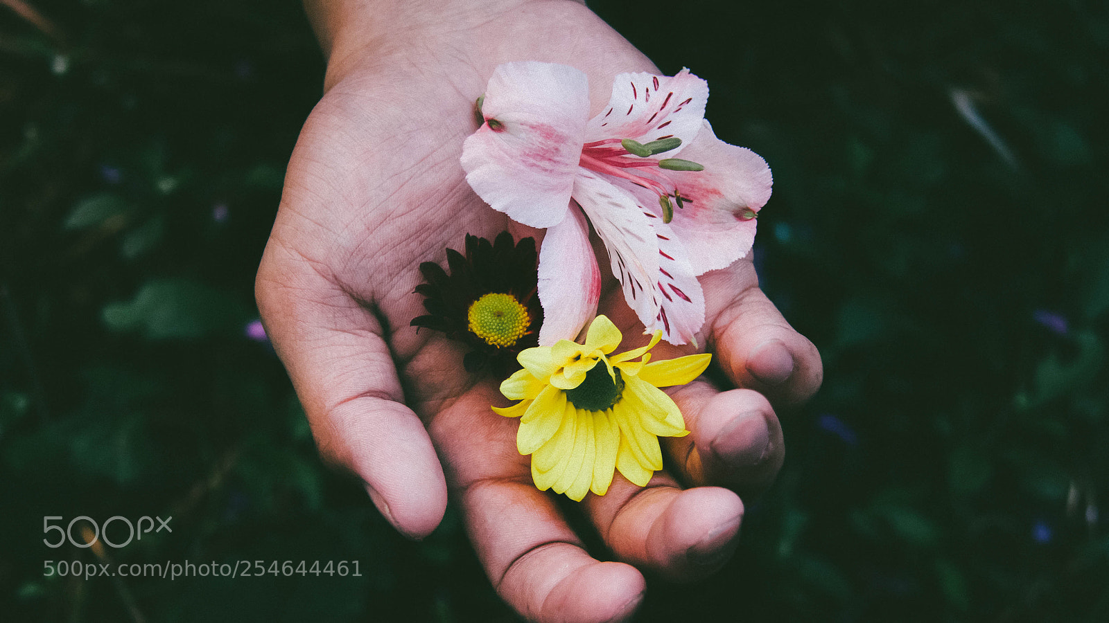 Canon EOS 60D sample photo. Boy over flowers photography