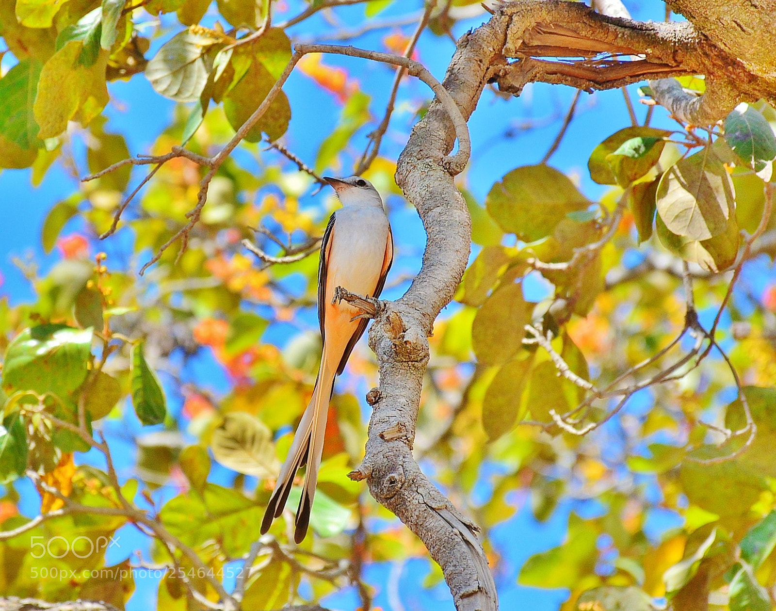 Nikon D7100 sample photo. Ponderosa adventure park photography