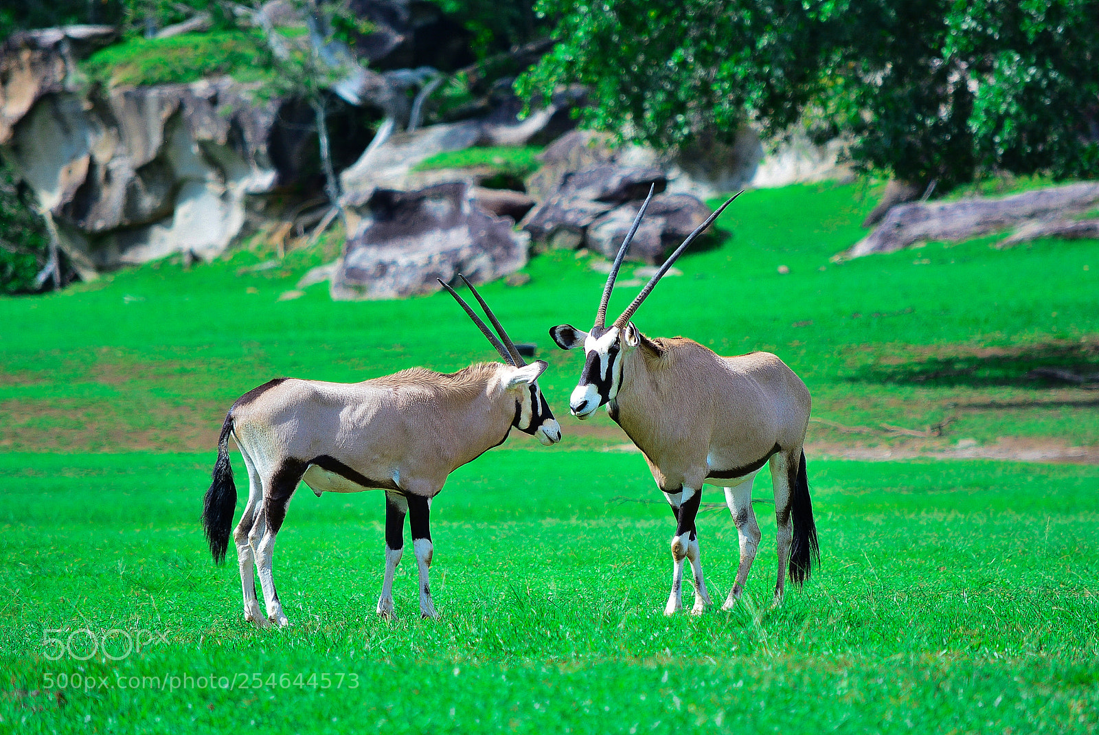 Nikon D7100 sample photo. Ponderosa adventure park photography