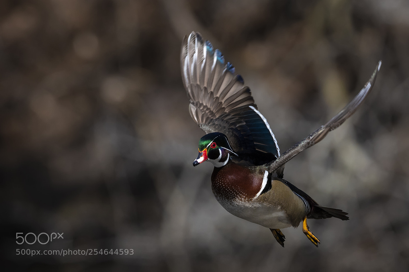 Nikon D850 sample photo. Wood duck fly photography