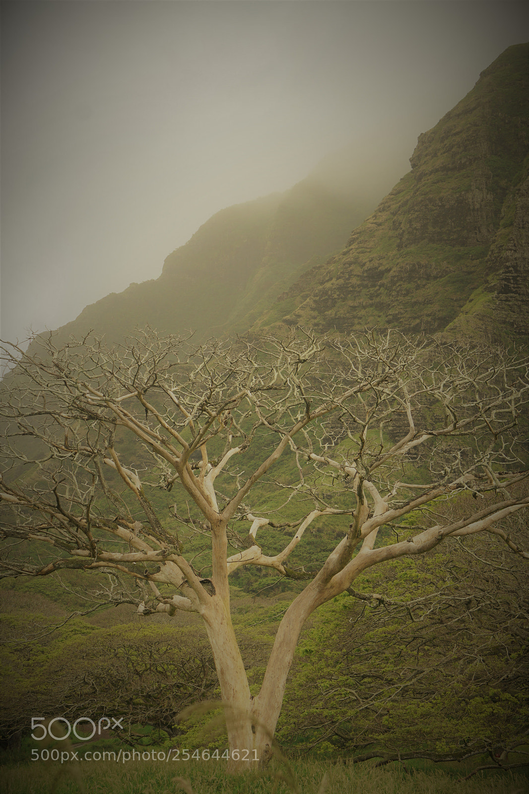Sony a6300 sample photo. Tree mountain cloud filter photography