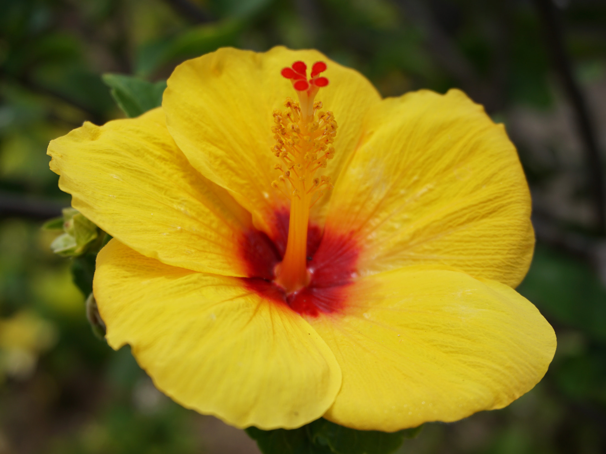 Sony a6300 + Sony E 18-50mm F4-5.6 sample photo. Yellow hibiscus photography