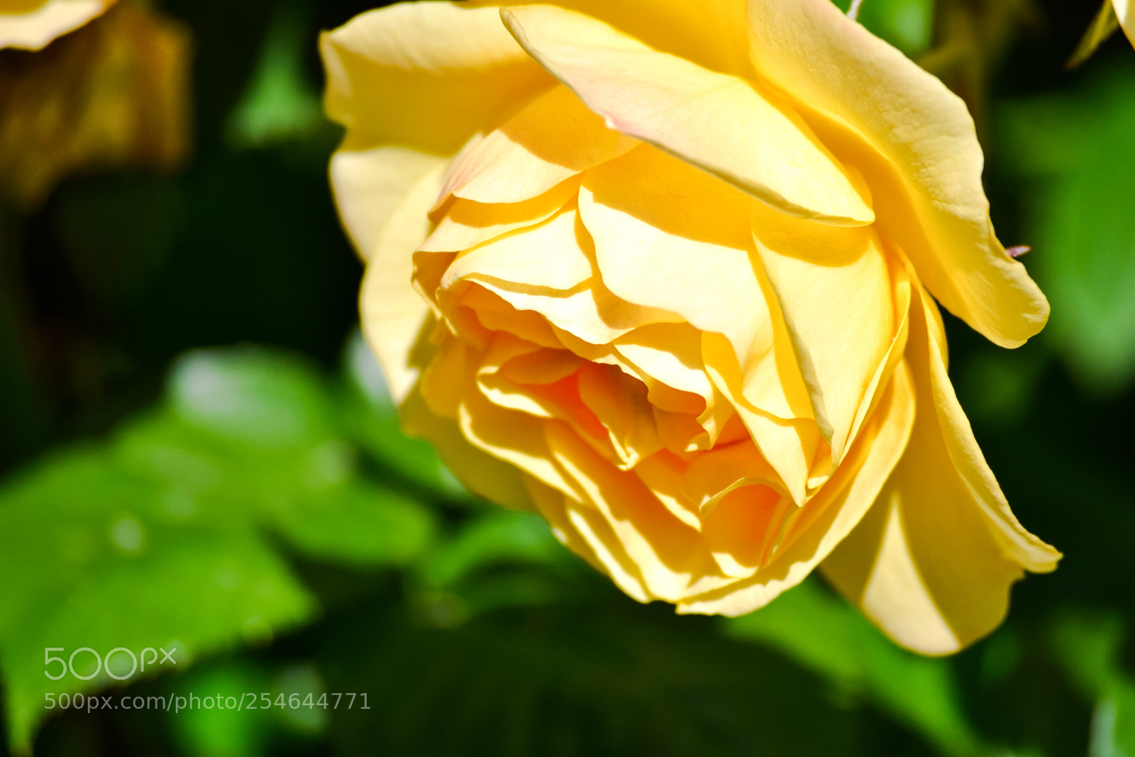 Nikon D3300 sample photo. Yellow bloom photography