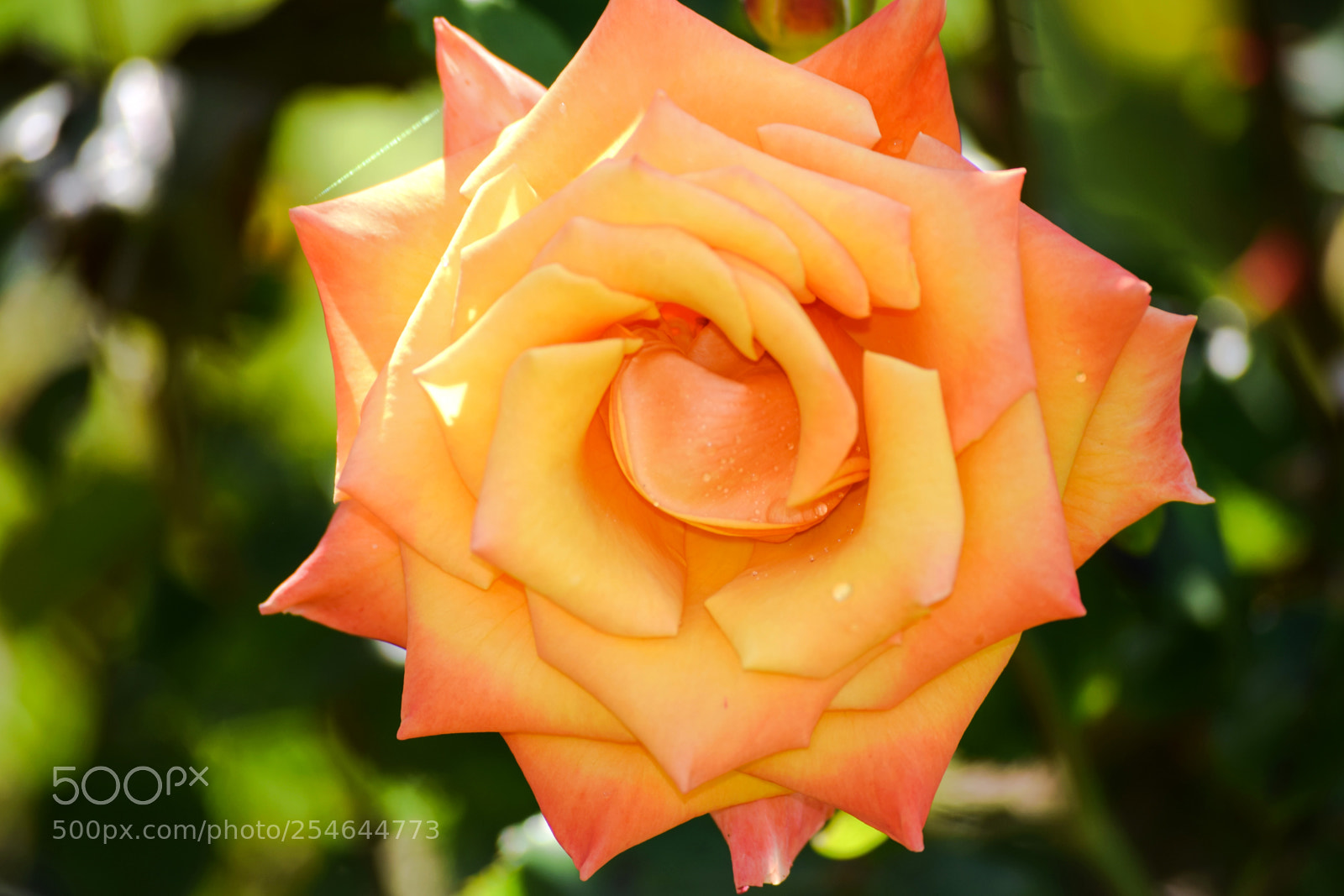 Nikon D3300 sample photo. Orange bloom photography