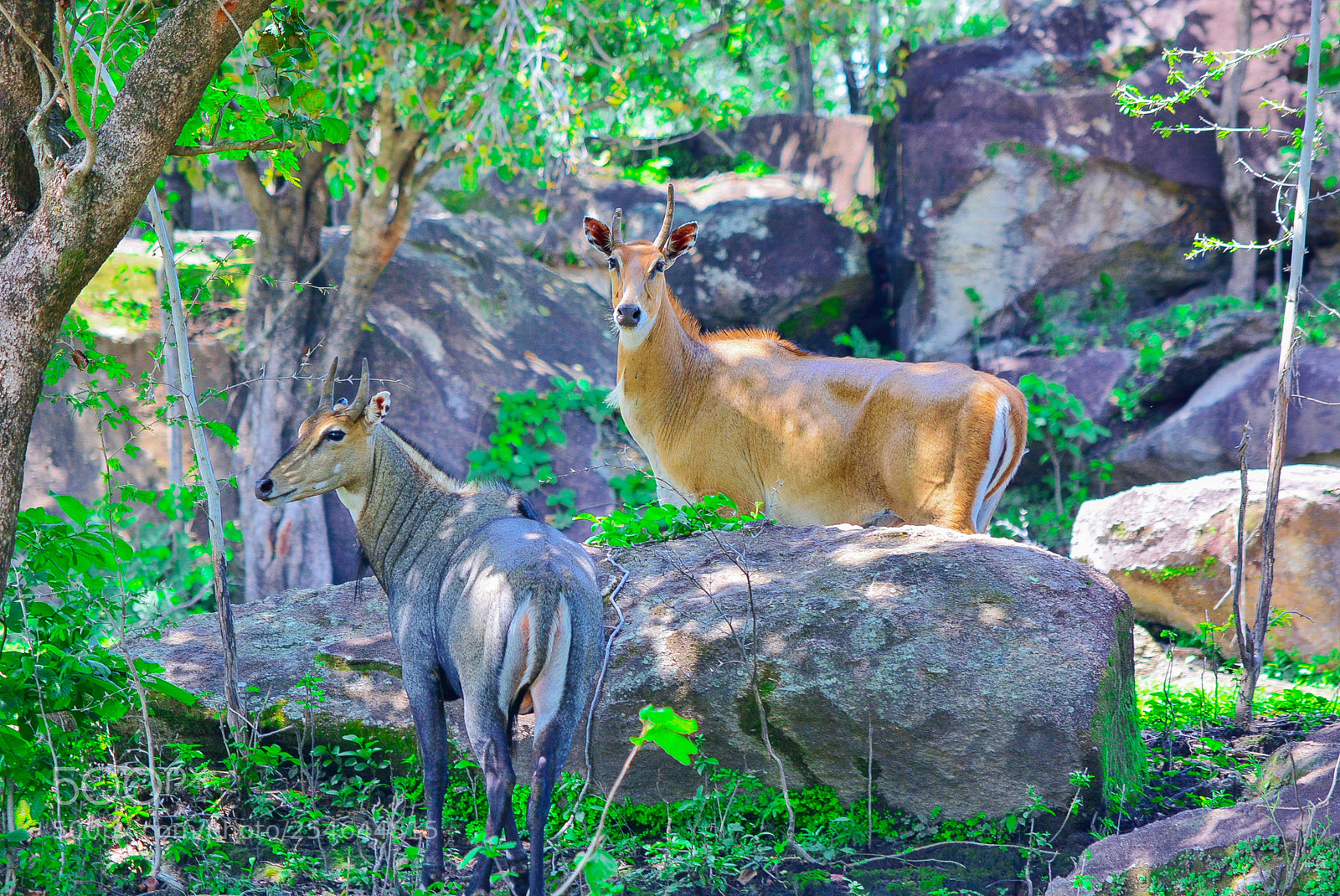 Nikon D7100 sample photo. Ponderosa adventure park photography