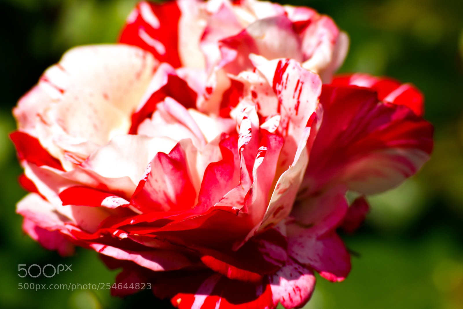 Nikon D3300 sample photo. Peppermint rose photography