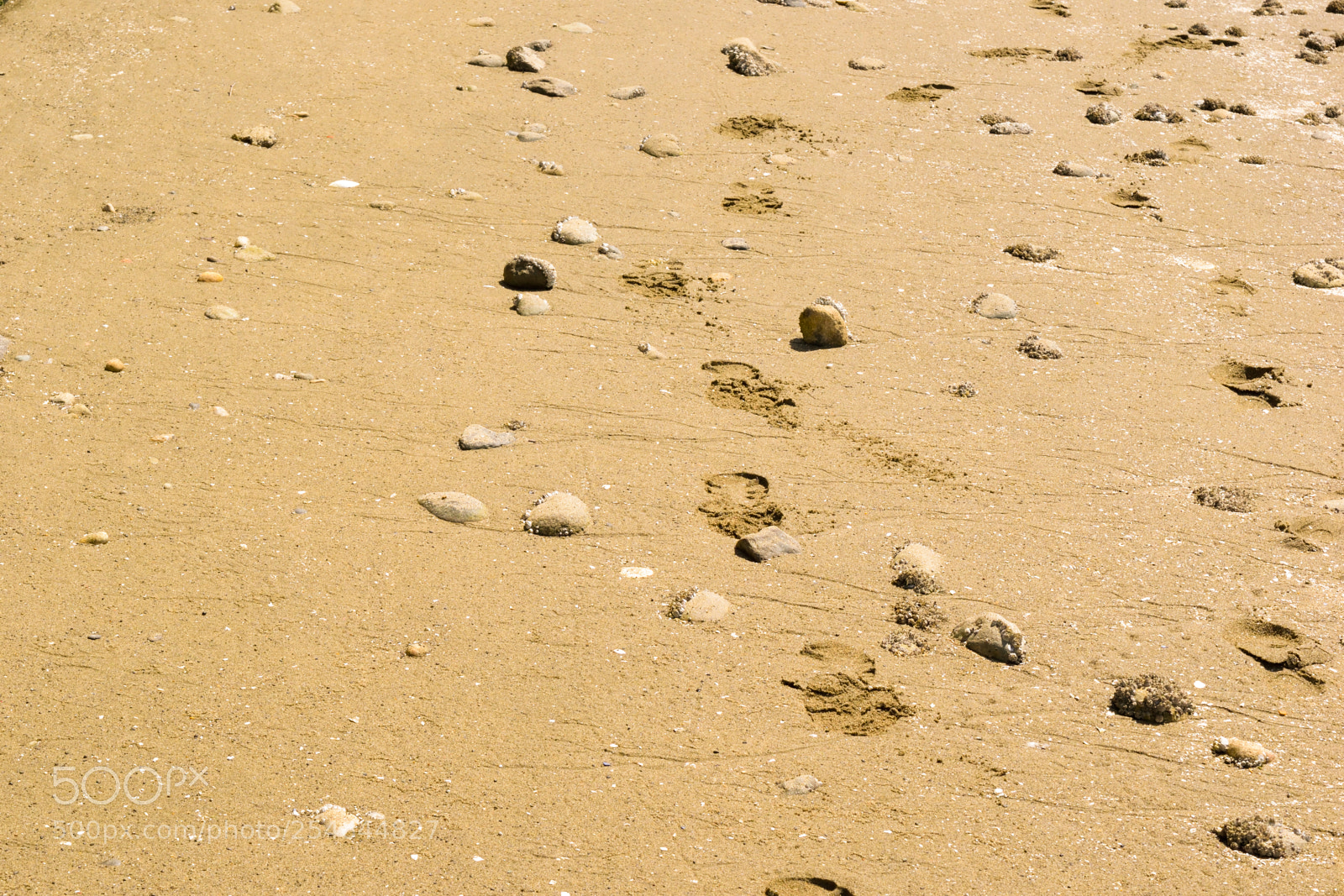 Nikon D3300 sample photo. Footsteps in sand photography