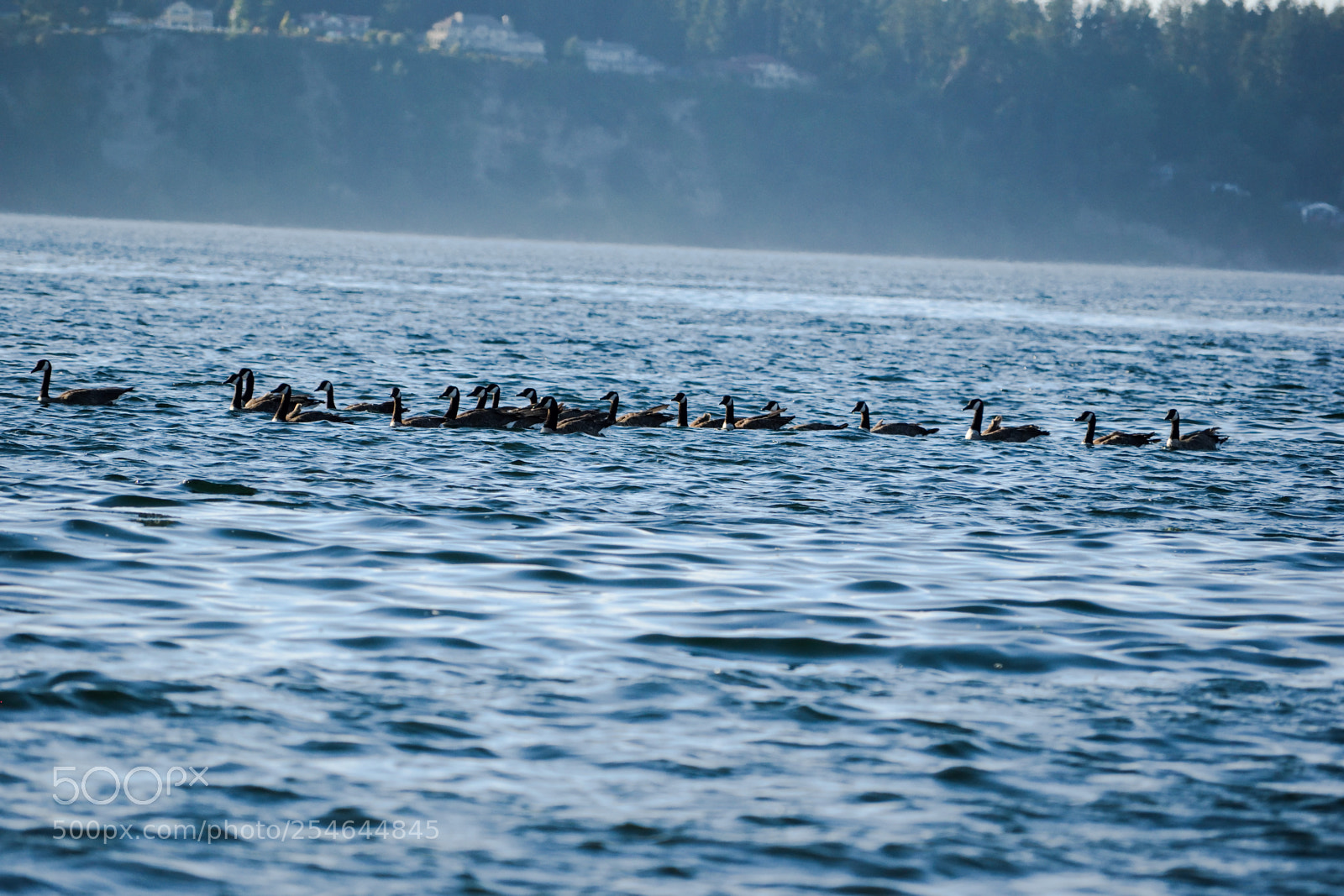 Nikon D3300 sample photo. Canada geese photography