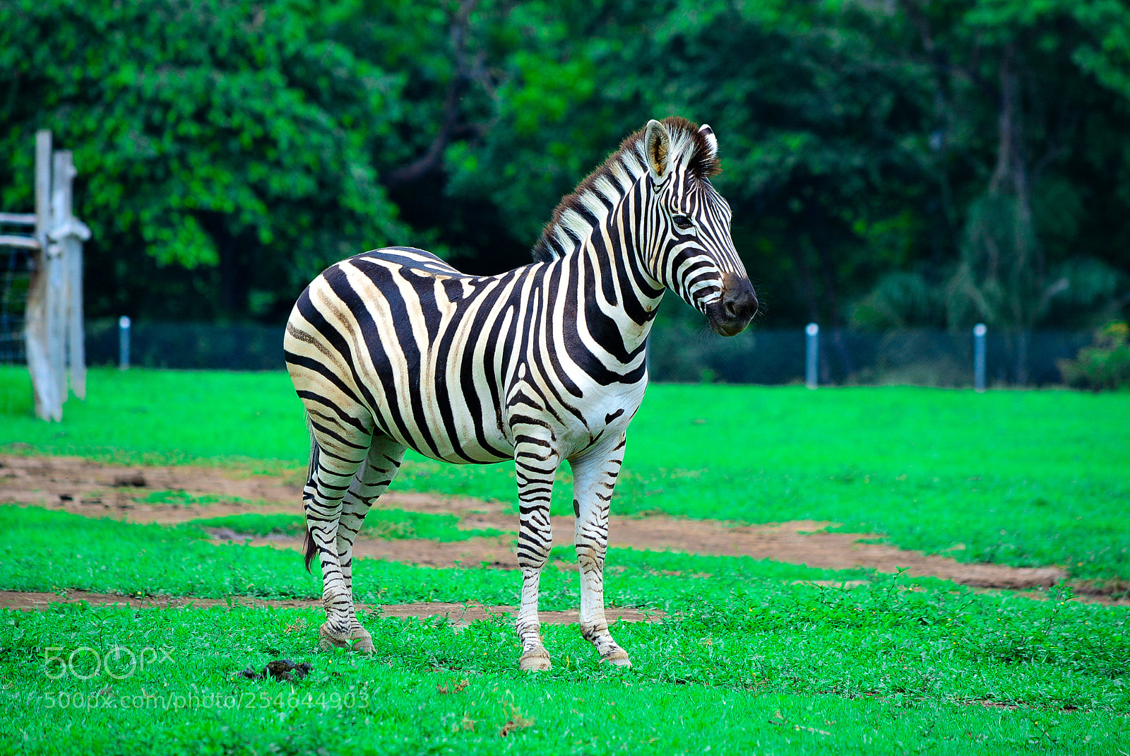 Nikon D7100 sample photo. Ponderosa adventure park photography