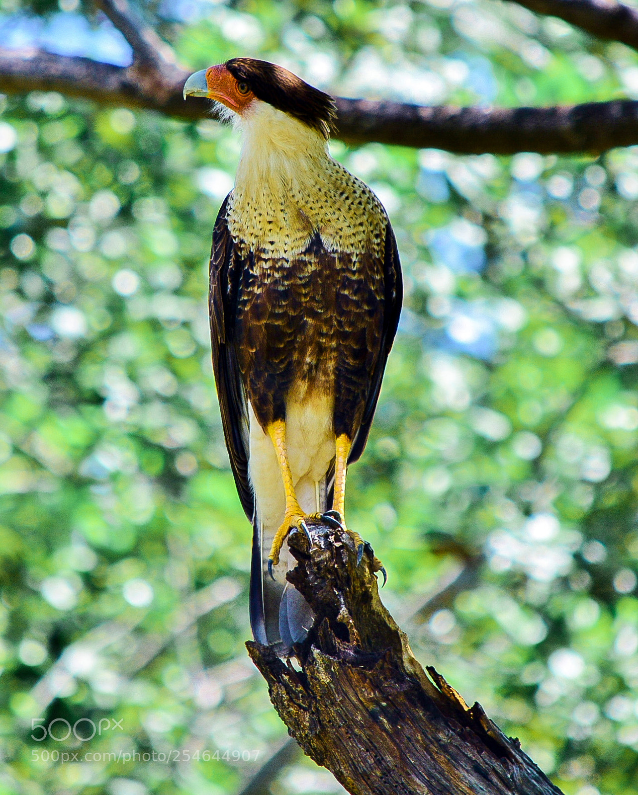 Nikon D7100 sample photo. Ponderosa adventure park photography