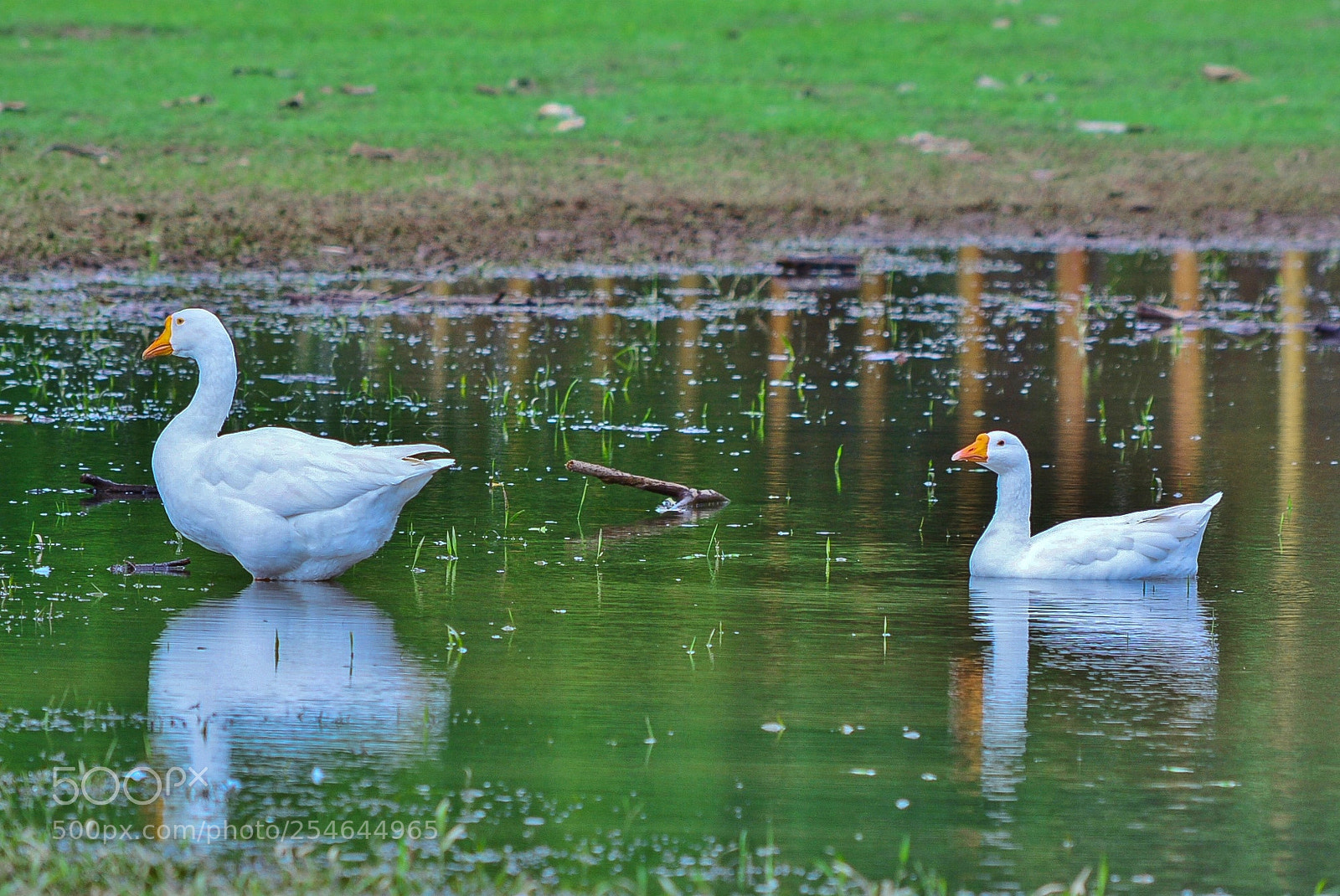 Nikon D7100 sample photo. Ponderosa adventure park photography