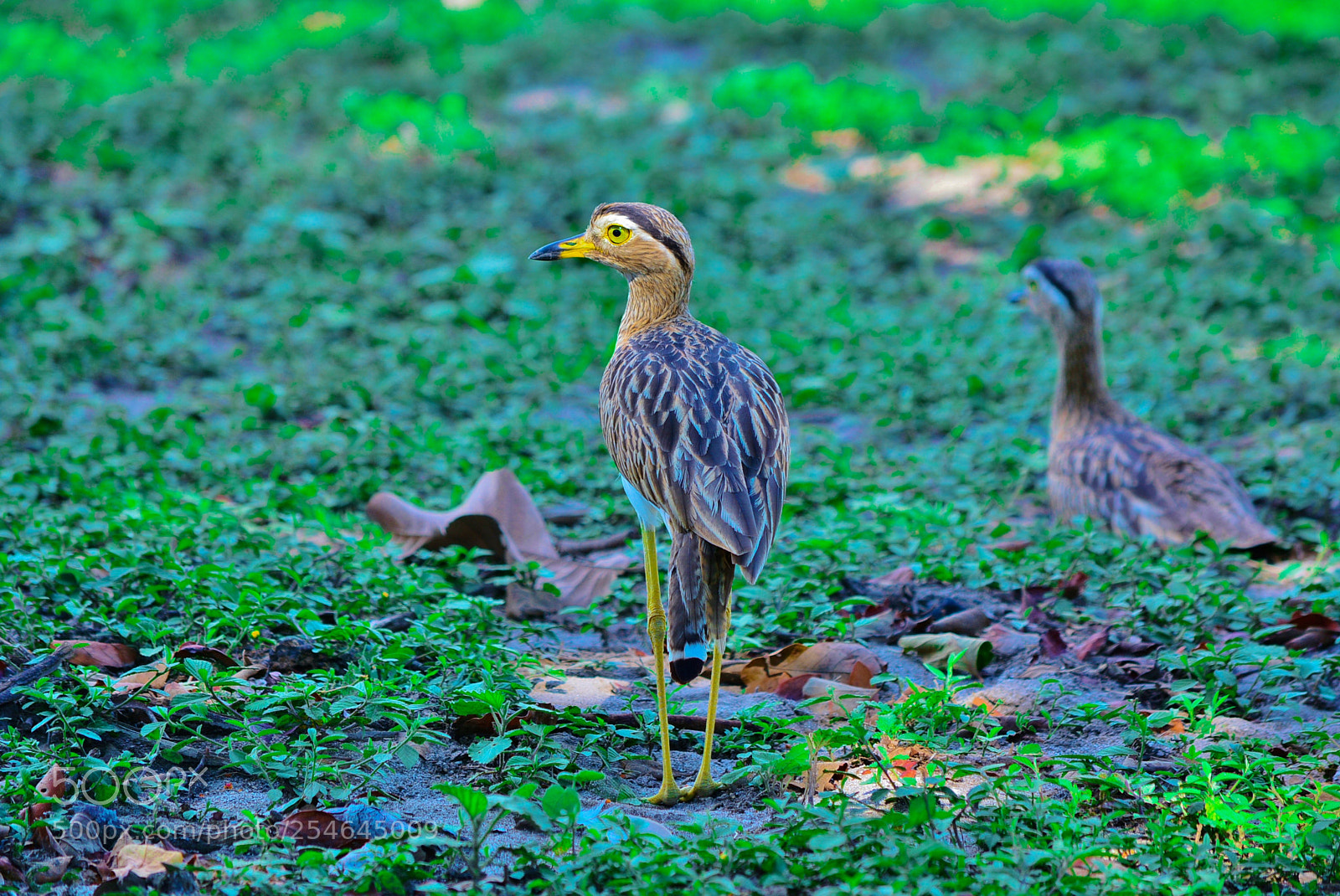 Nikon D7100 sample photo. Ponderosa adventure park photography