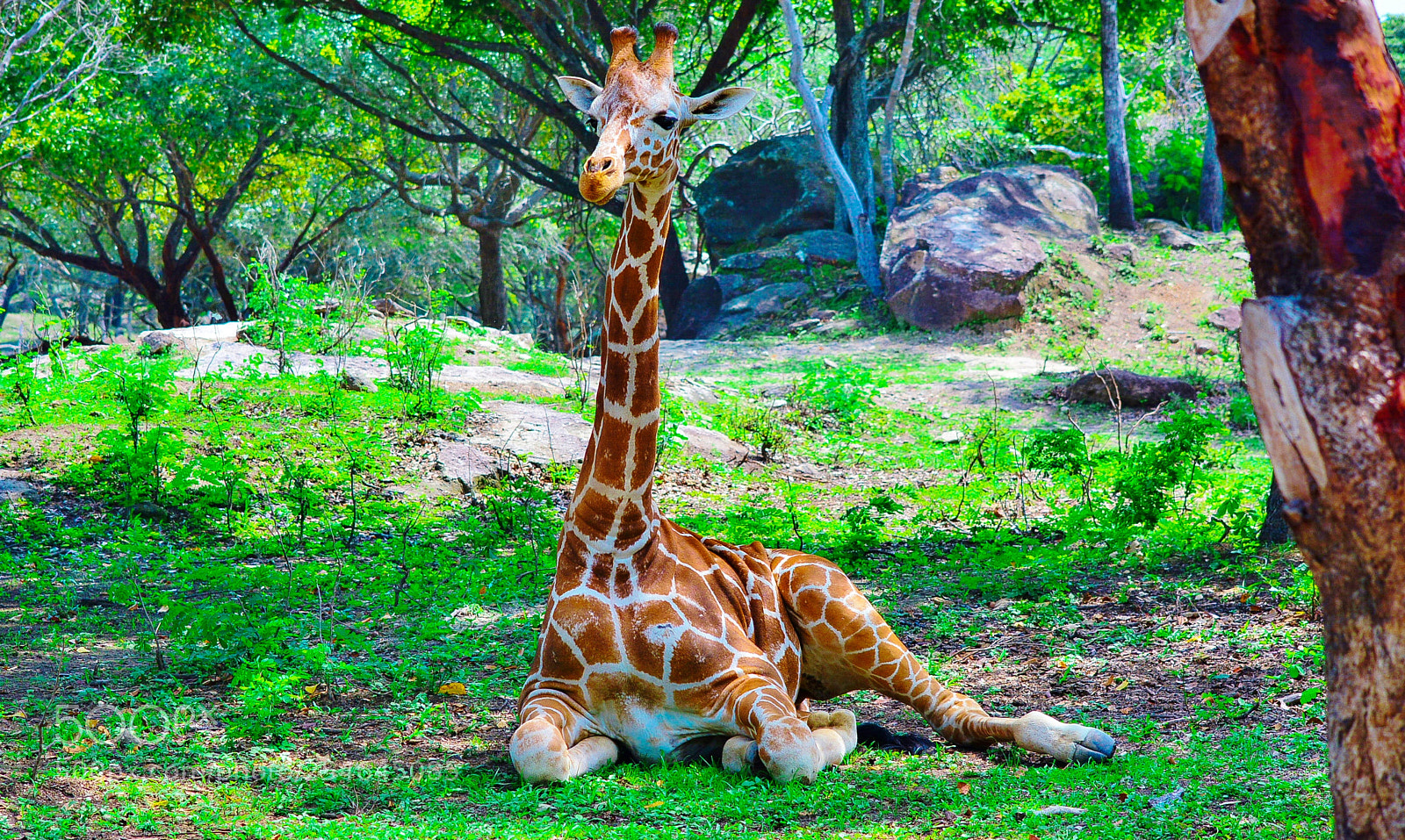 Nikon D7100 sample photo. Ponderosa adventure park photography
