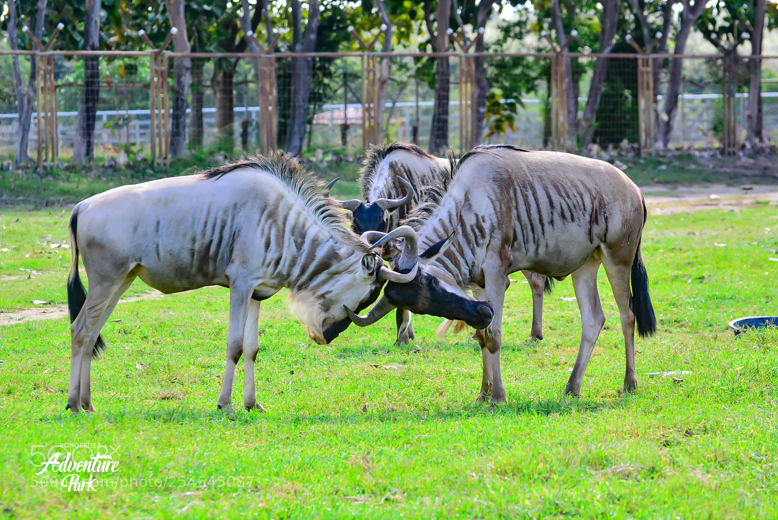 Nikon D7100 sample photo. Ponderosa adventure park photography