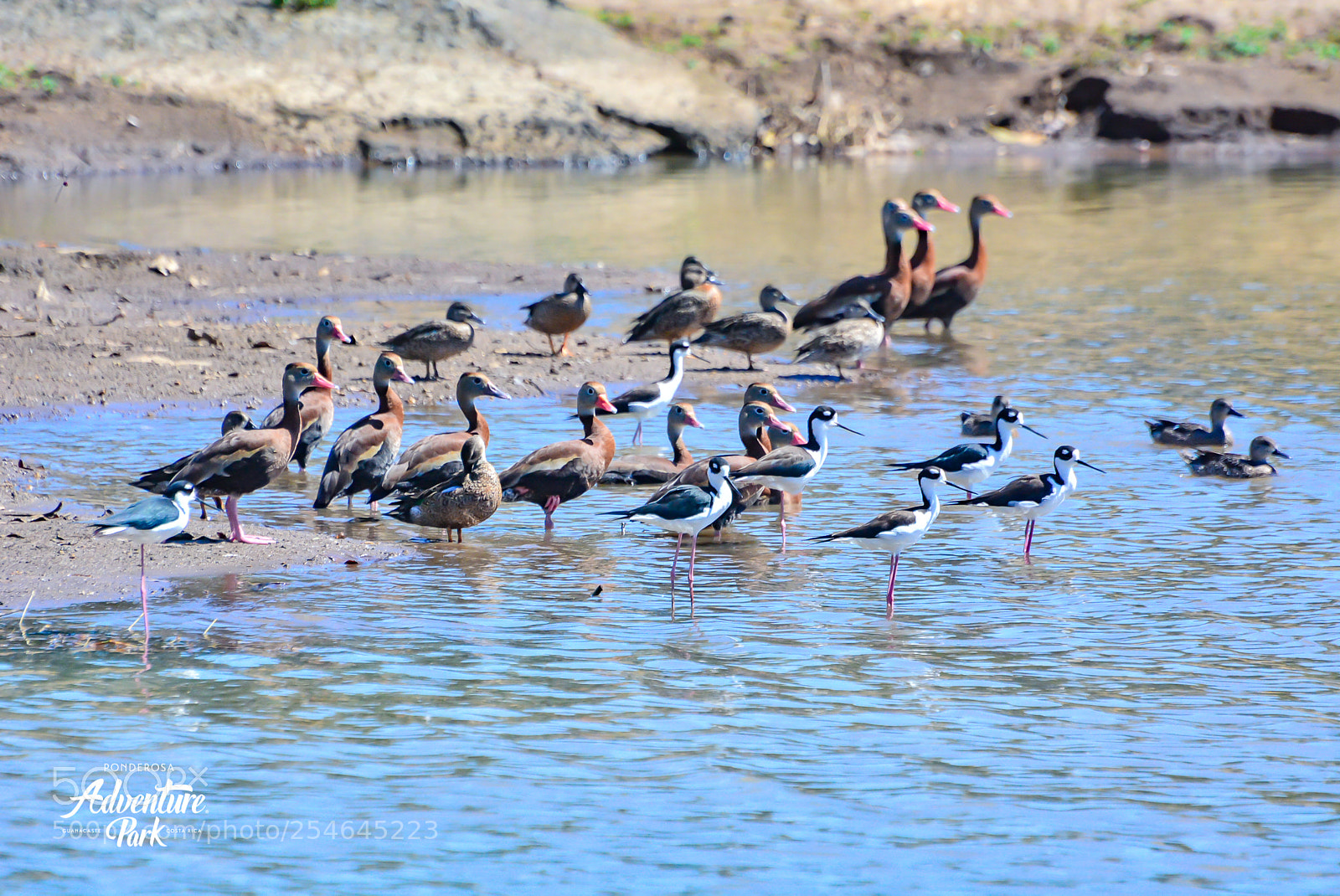 Nikon D7100 sample photo. Ponderosa adventure park photography