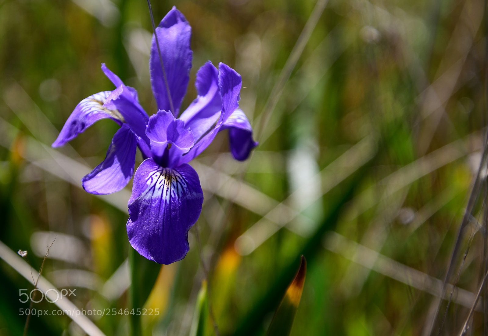 Nikon D850 sample photo. Purple iris alongside the photography