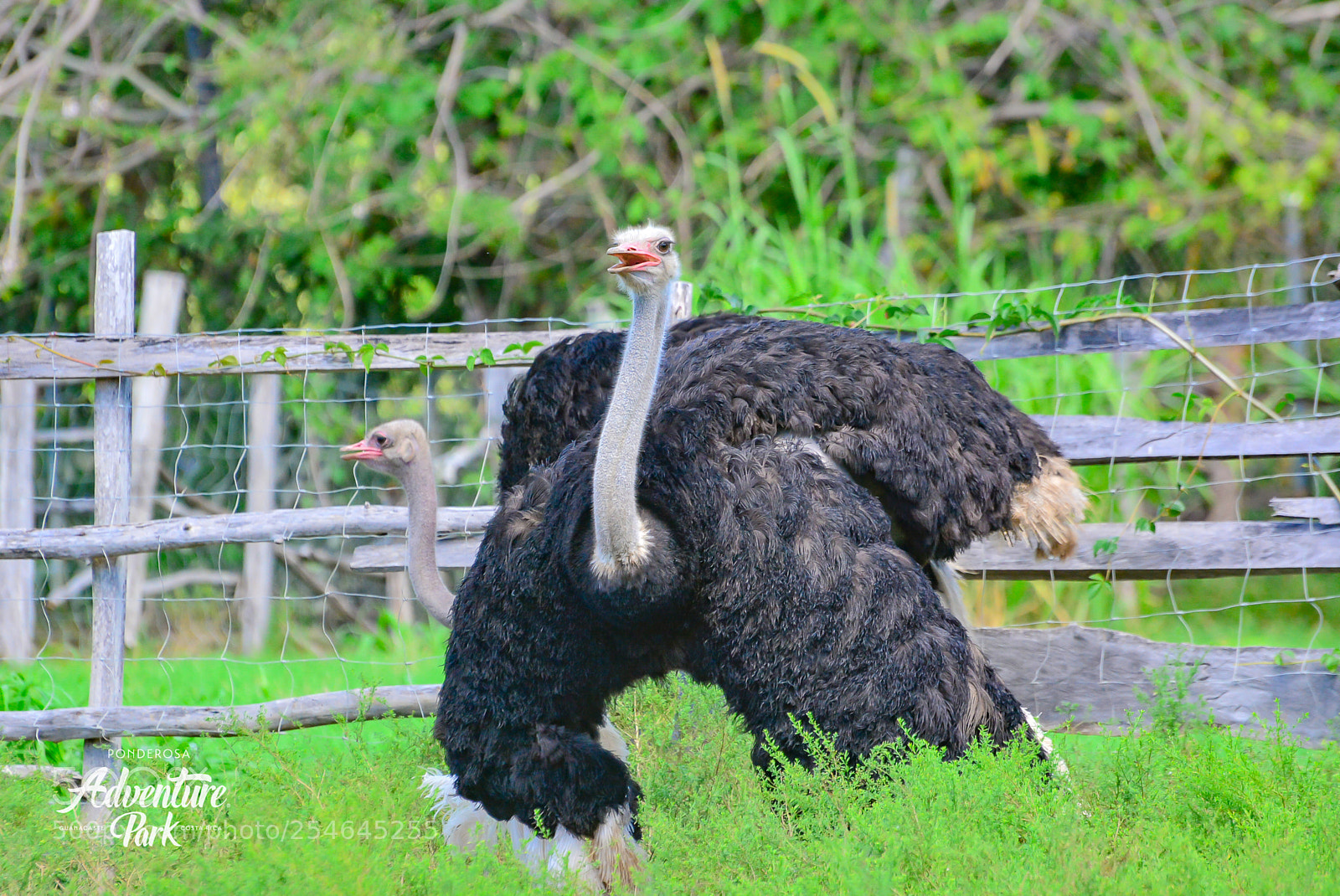 Nikon D7100 sample photo. Ponderosa adventure park photography