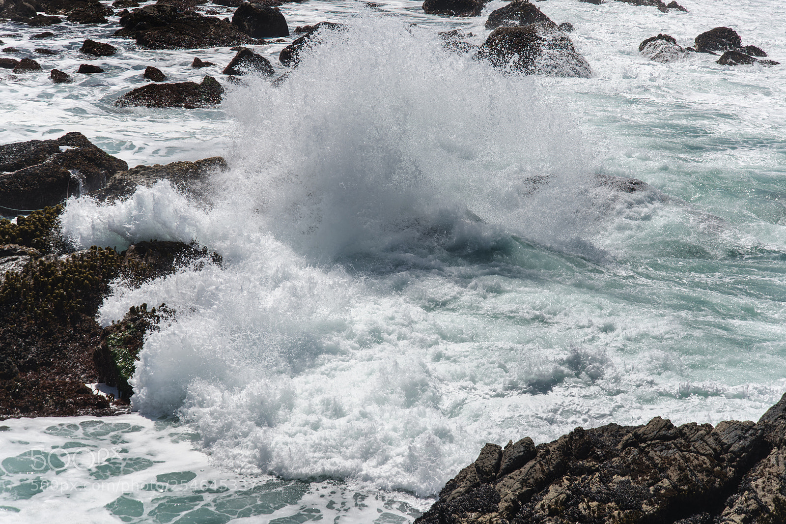 Nikon D850 sample photo. Salt point state park photography