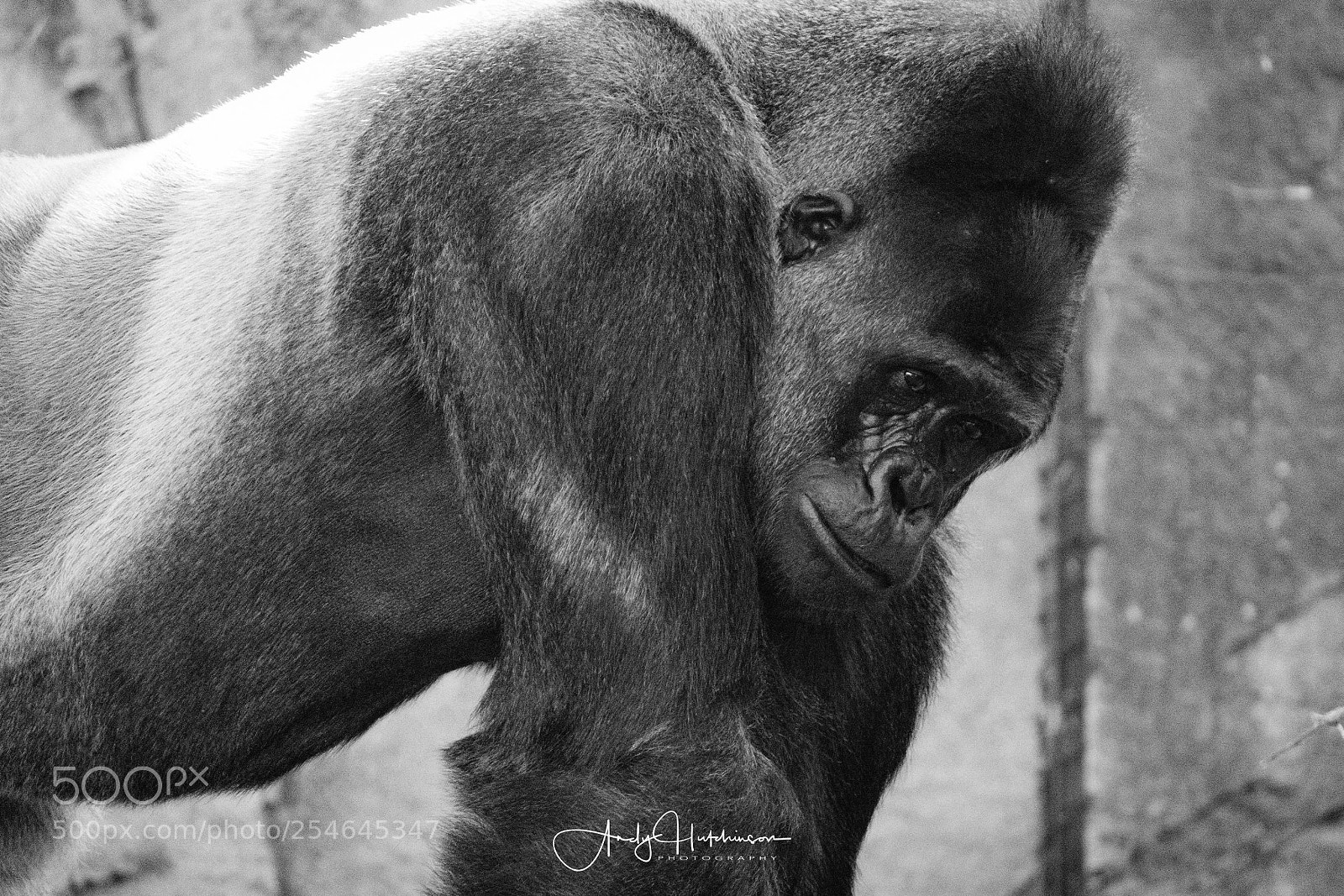 Canon EOS 7D Mark II sample photo. Silverback photography