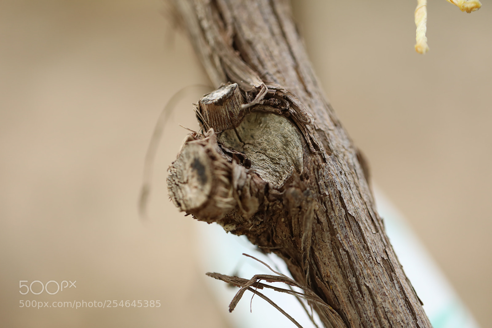 Canon EOS 5D Mark IV sample photo. Untitled photography