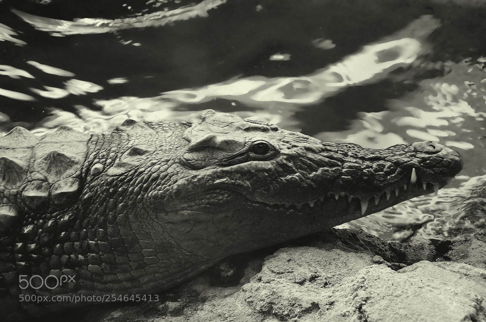 Nikon D7000 sample photo. Crocodile photography