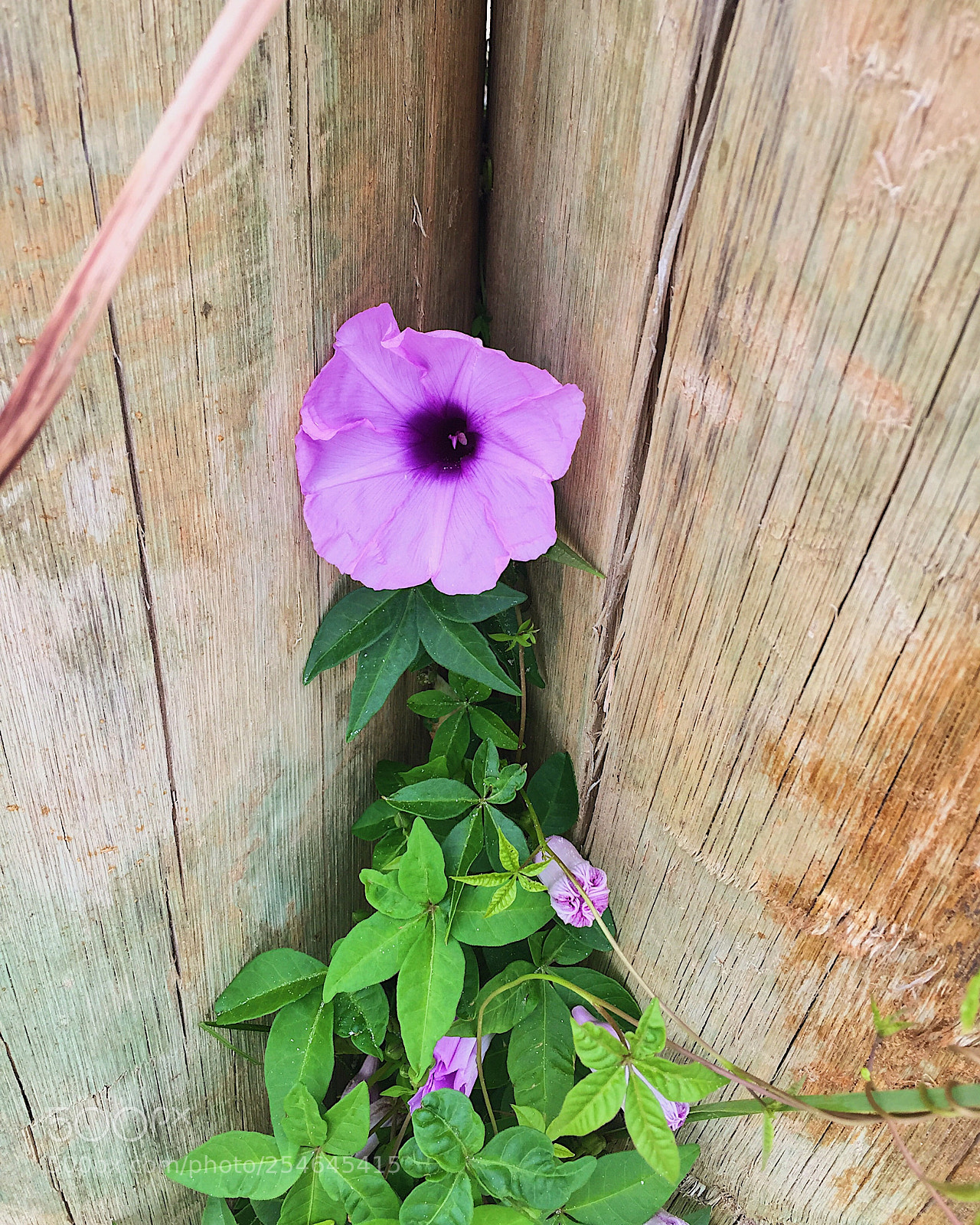 Apple iPhone 6 sample photo. Flower  photography