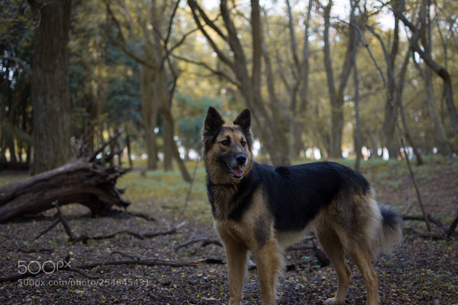 Nikon D7100 sample photo. Untitled photography