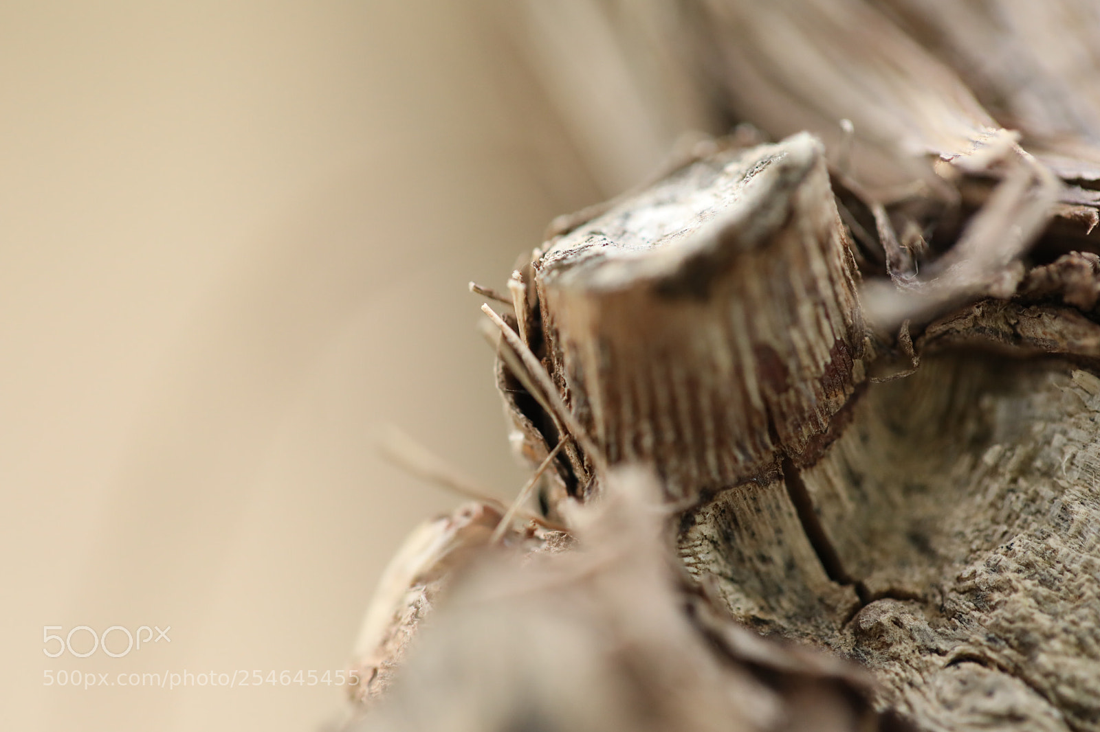 Canon EOS 5D Mark IV sample photo. Untitled photography