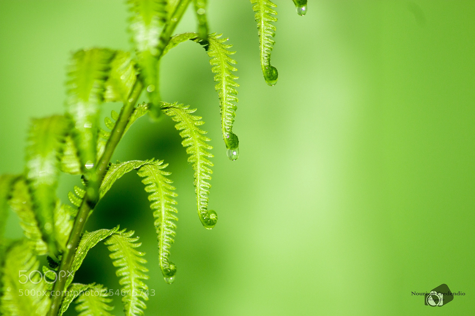 Canon EOS 600D (Rebel EOS T3i / EOS Kiss X5) sample photo. Dew photography