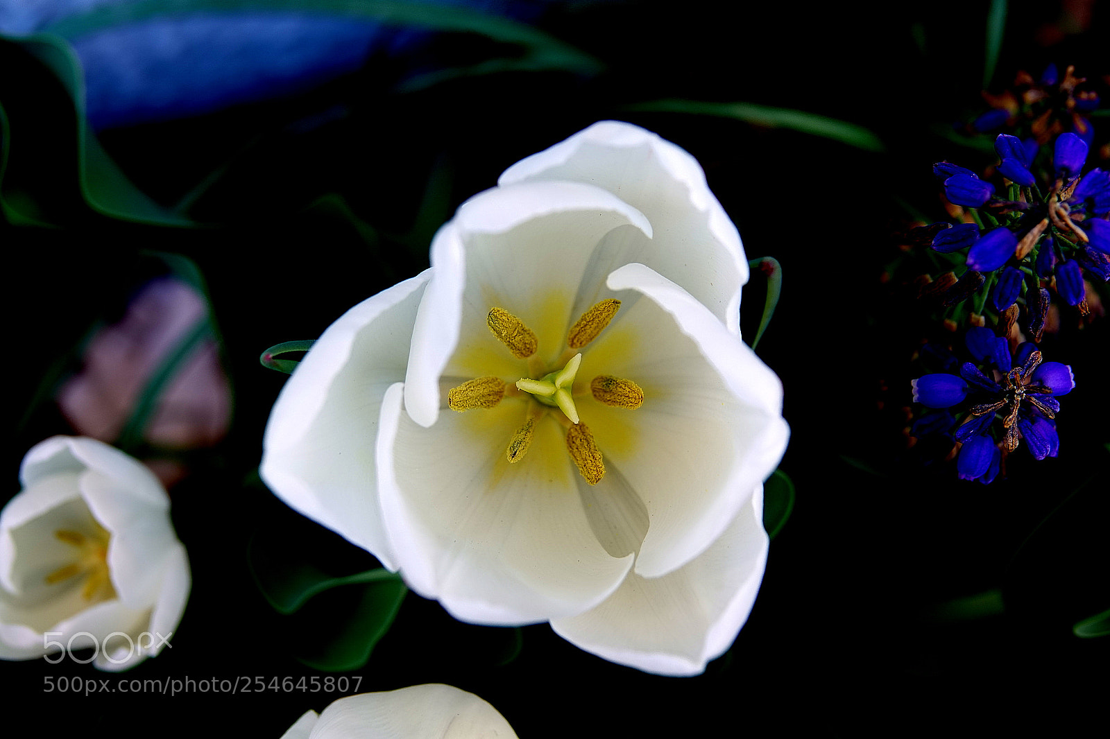 Sony Cyber-shot DSC-RX10 III sample photo. [] photography