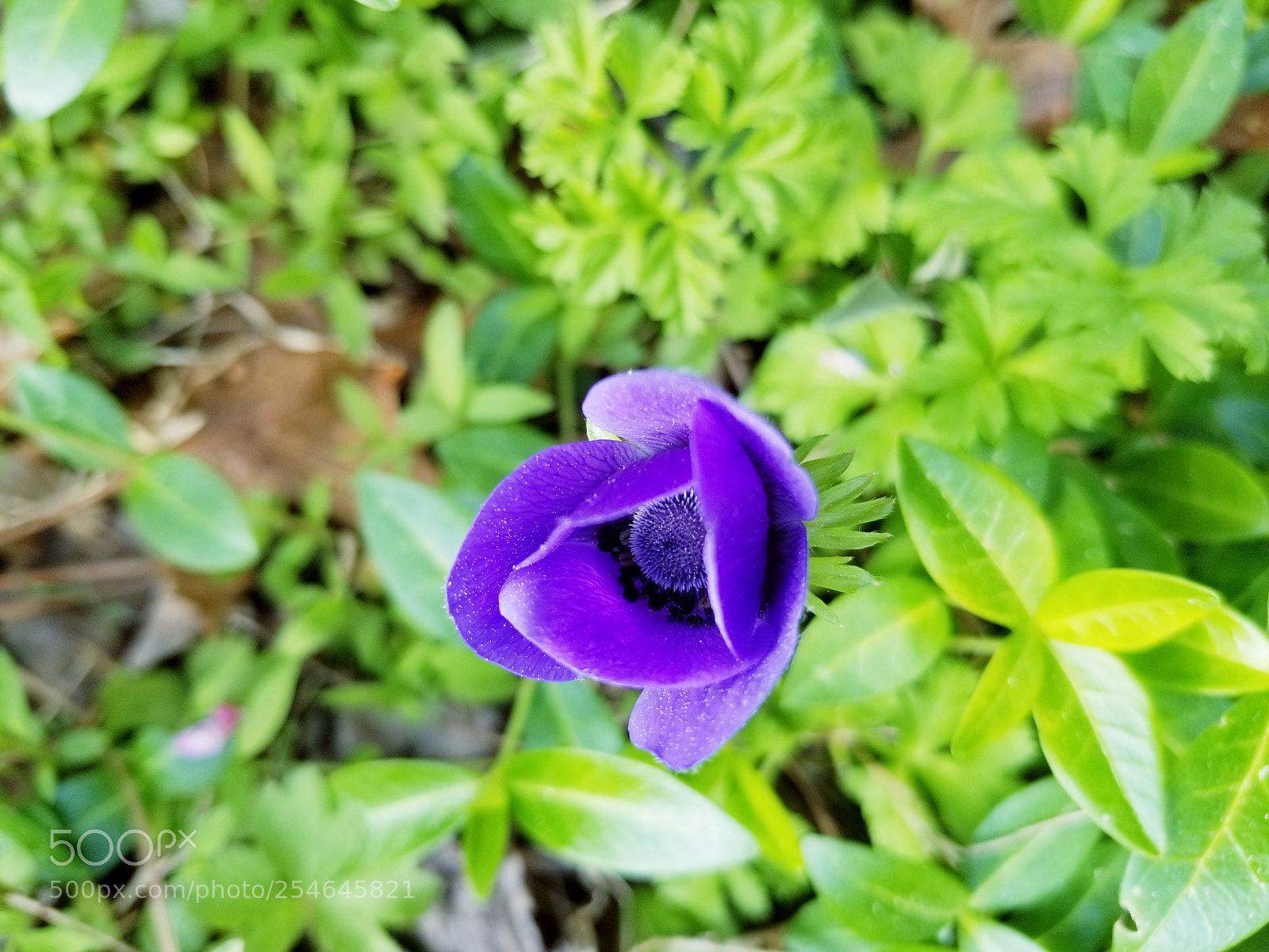 Samsung Galaxy S8+ sample photo. Anemone photography
