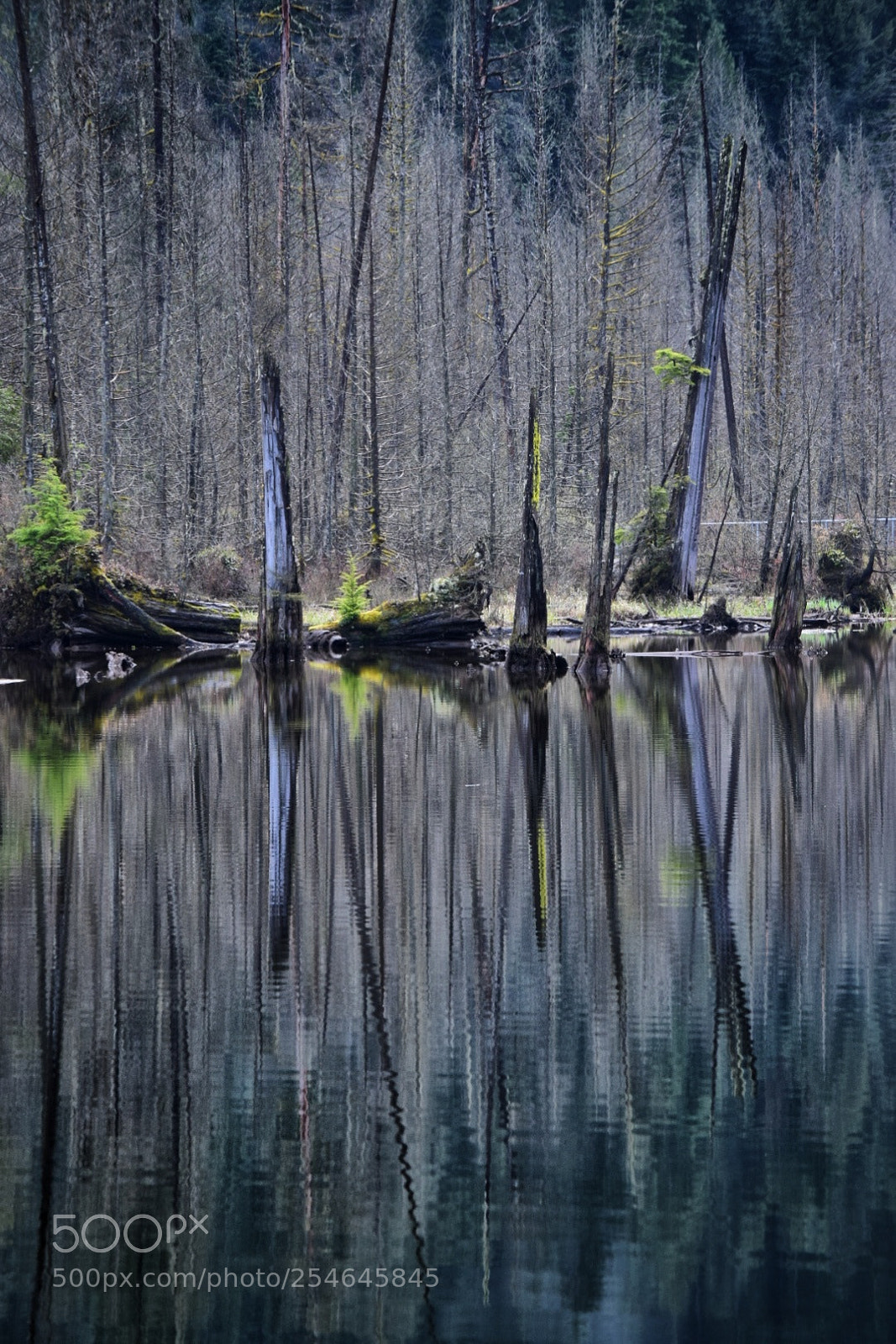 Nikon D5300 sample photo. Reflecting reflections photography