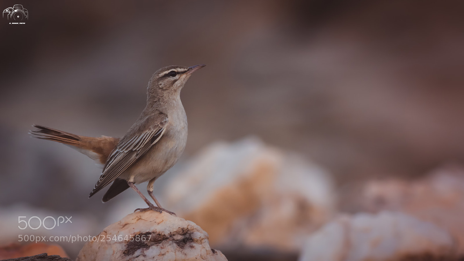 Canon EOS 7D Mark II sample photo. Untitled photography