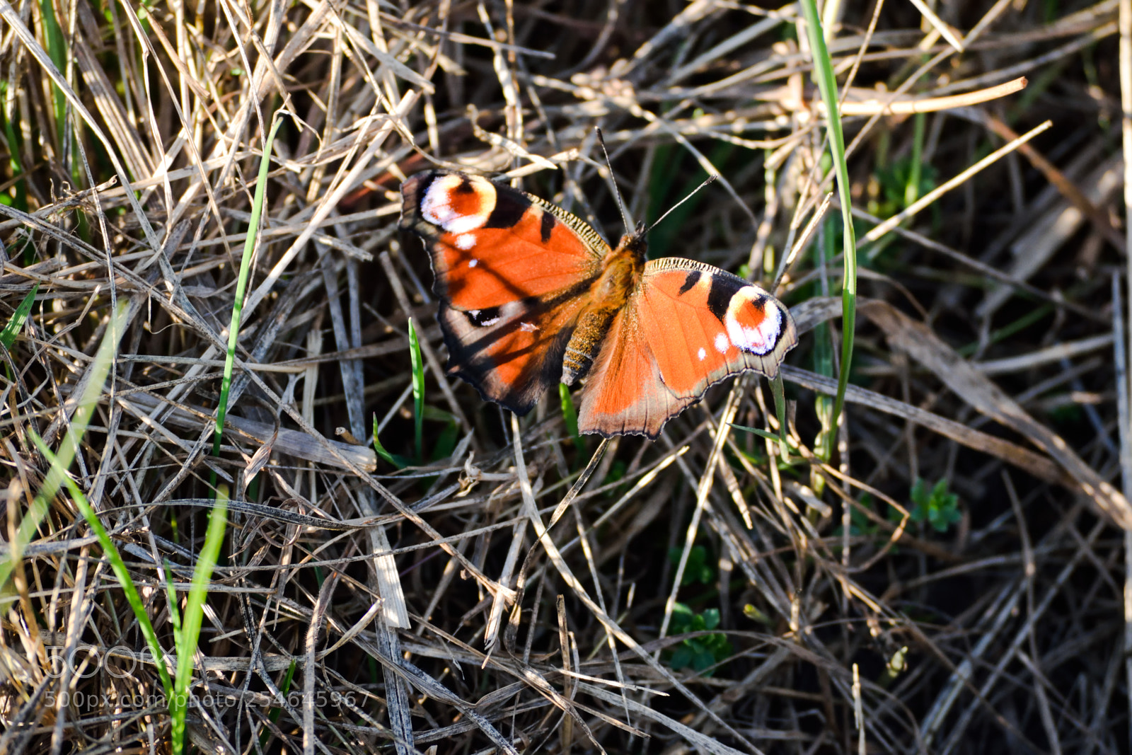 Nikon D3300 sample photo. Butterfly resting photography