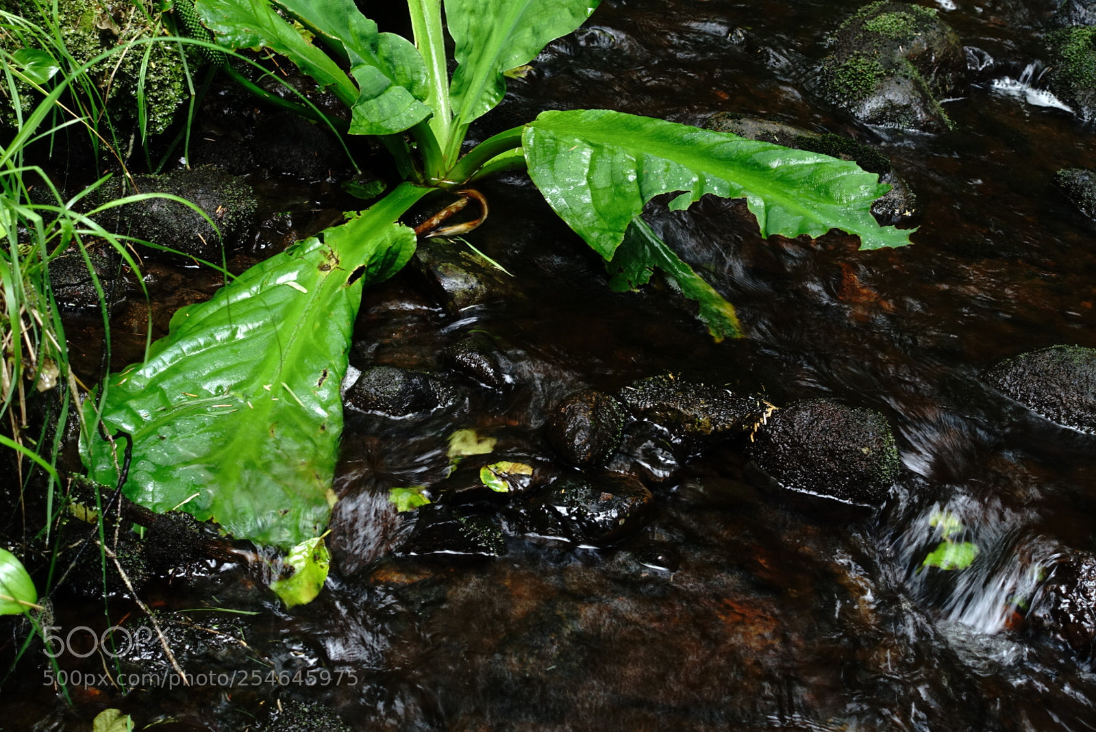 Sony Cyber-shot DSC-RX100 III sample photo. Alaska photography