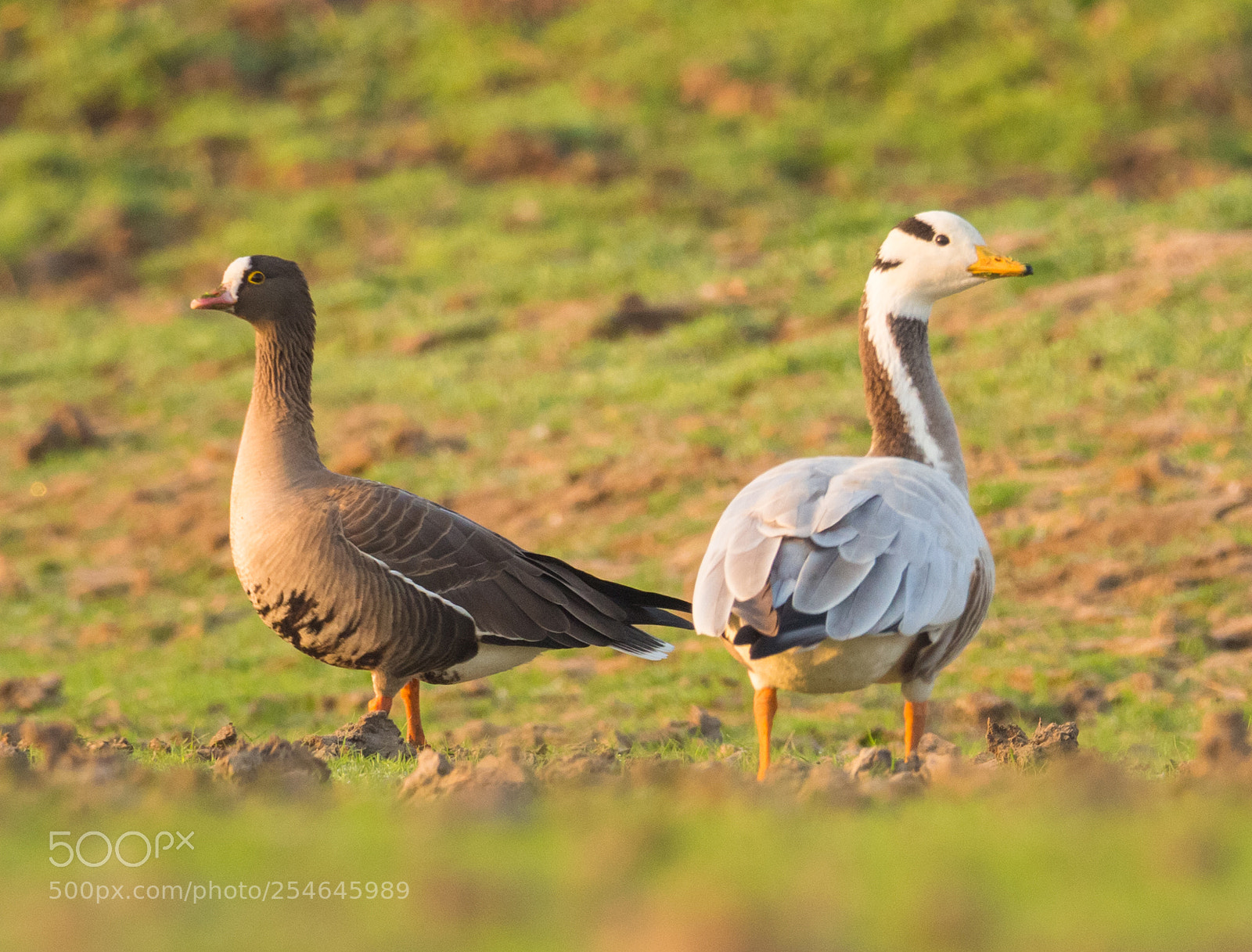 Canon EOS 700D (EOS Rebel T5i / EOS Kiss X7i) sample photo. Bar headed goose lesser photography
