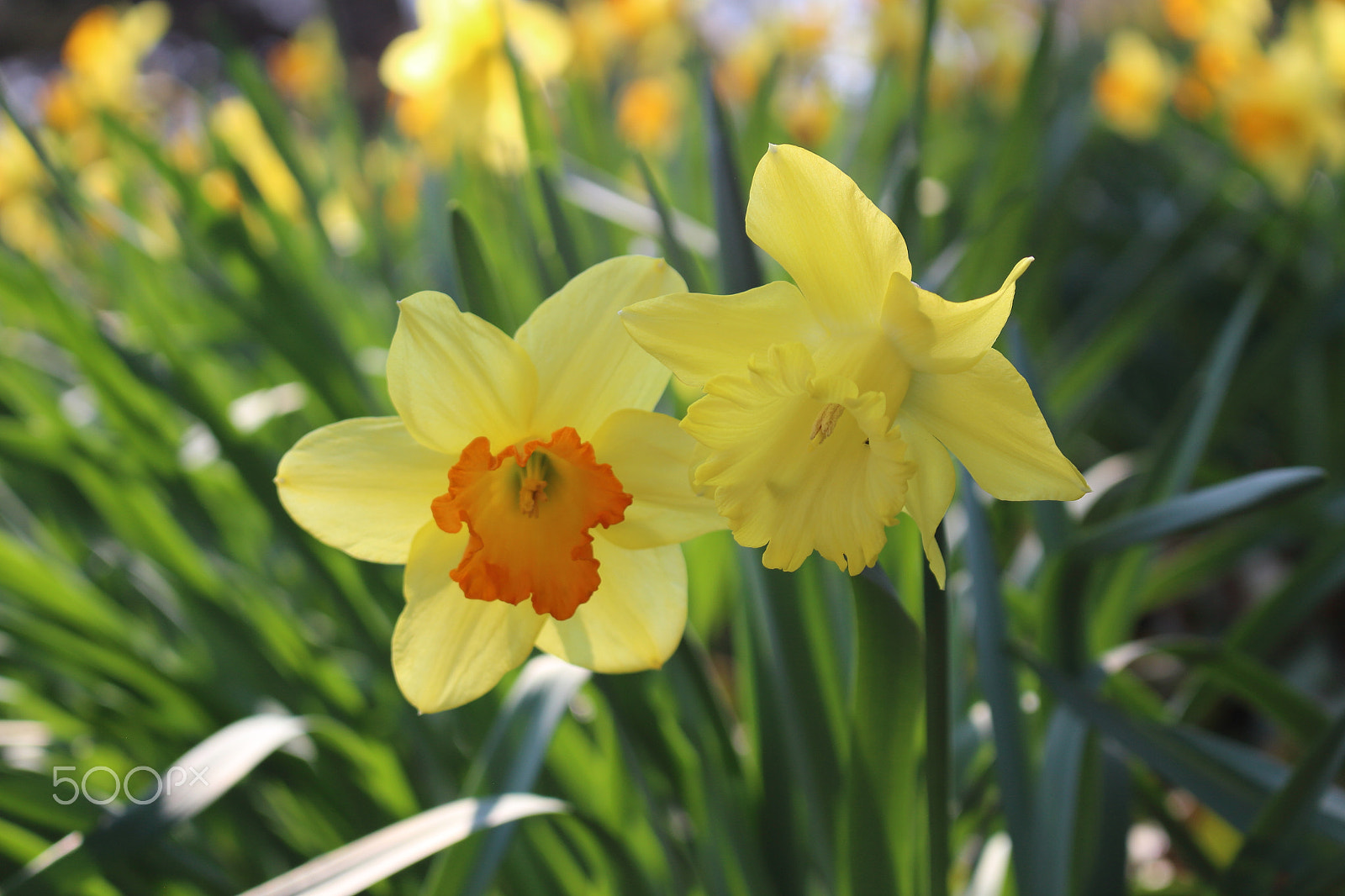 Canon EOS 100D (EOS Rebel SL1 / EOS Kiss X7) sample photo. Private conversation photography