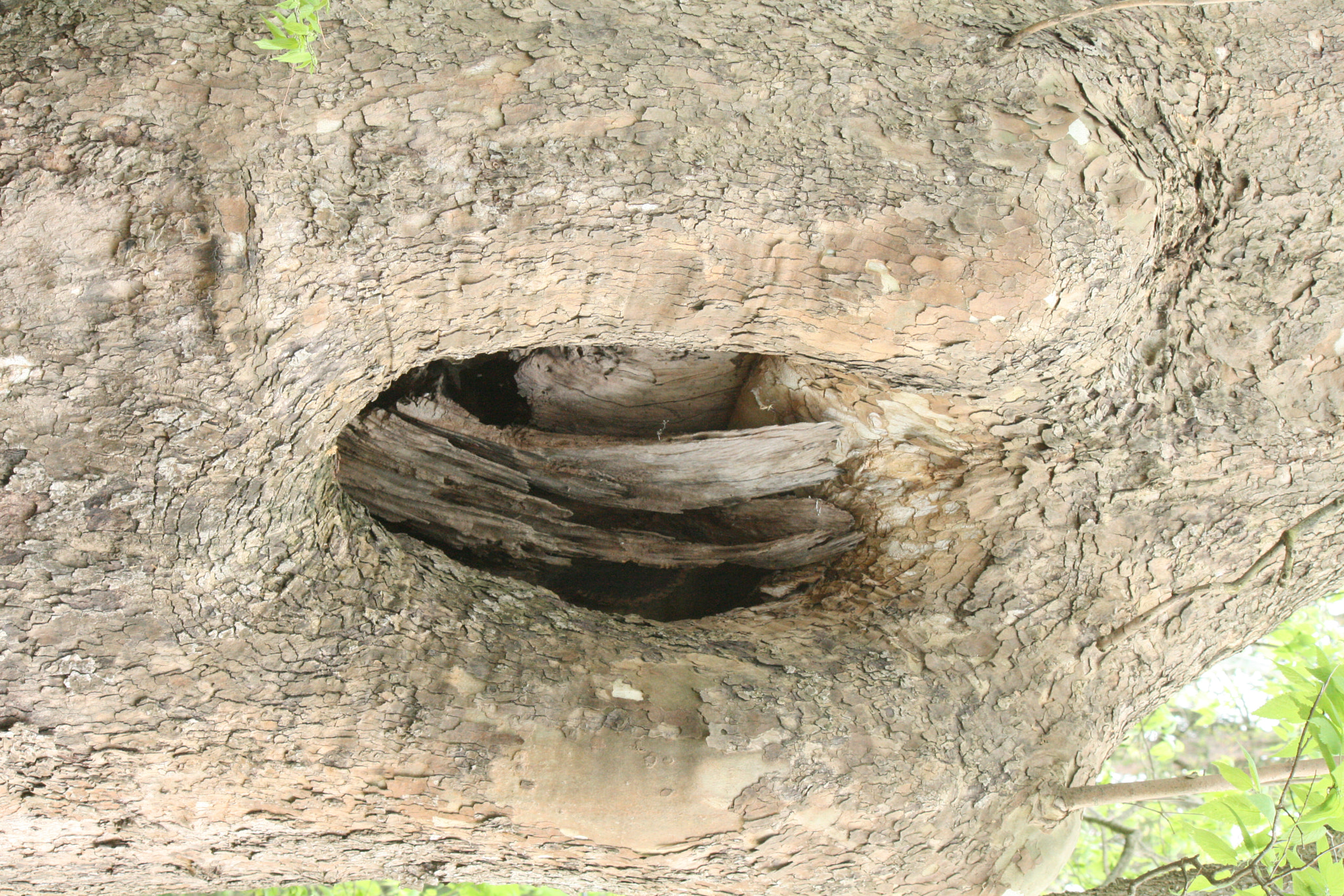 Canon EF-S 55-250mm F4-5.6 IS sample photo. Img photography