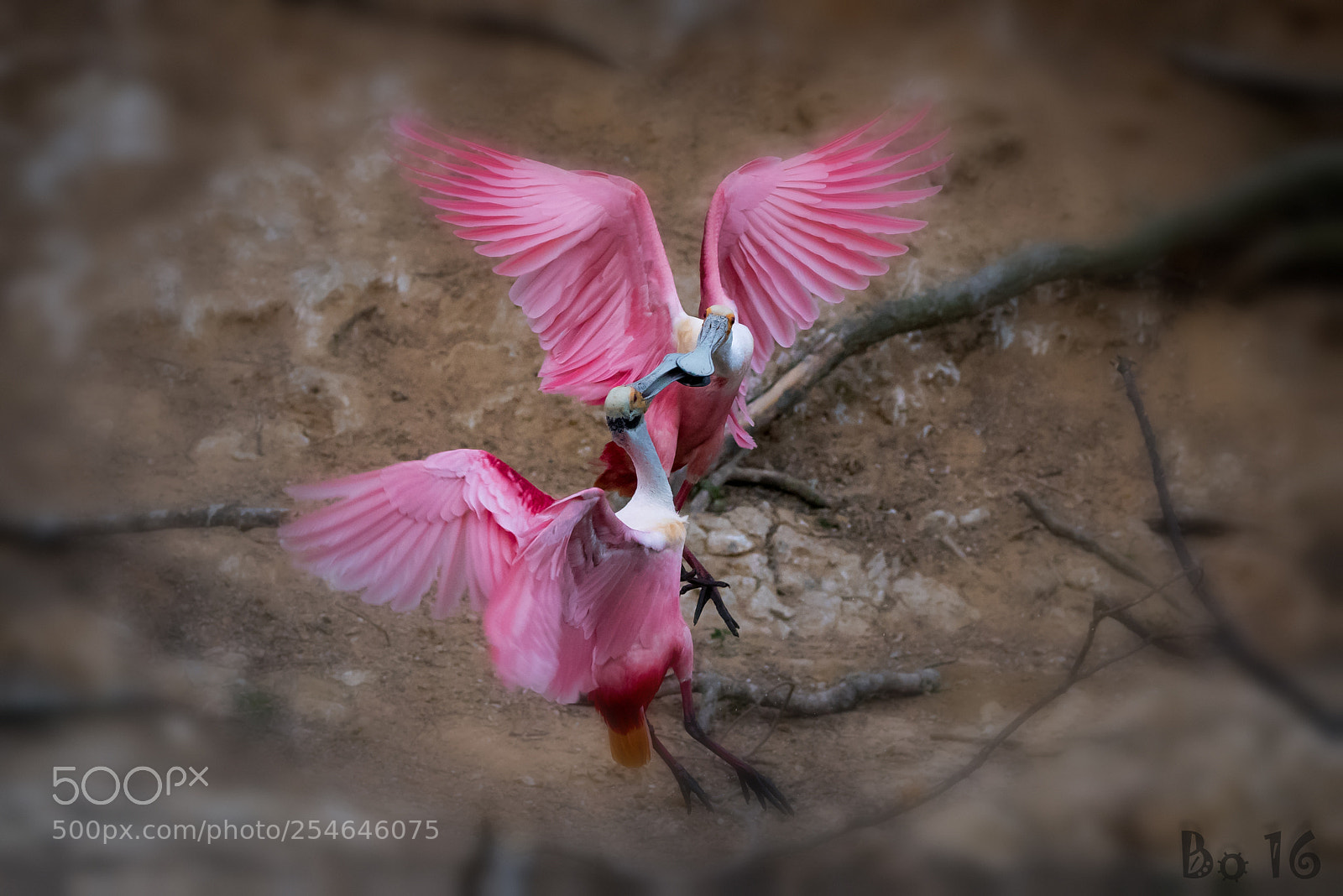 Nikon D810 sample photo. Affection photography