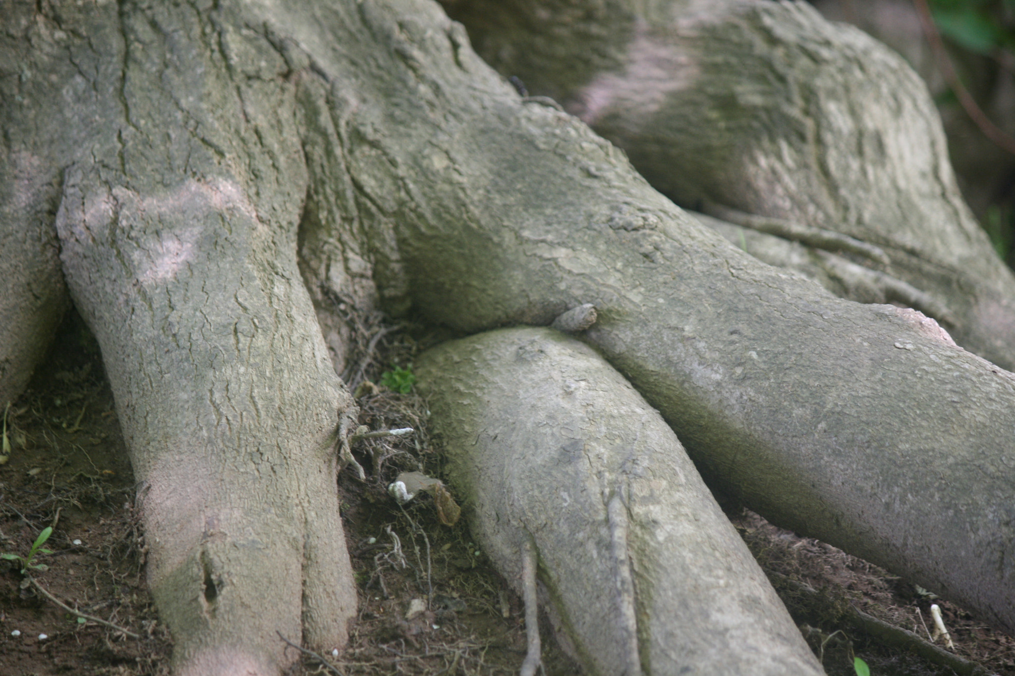 Canon EF-S 55-250mm F4-5.6 IS sample photo. Img photography