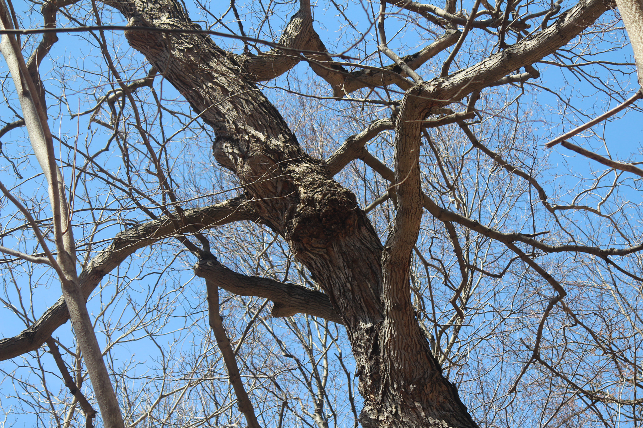 Canon EF-S 55-250mm F4-5.6 IS sample photo. Img photography