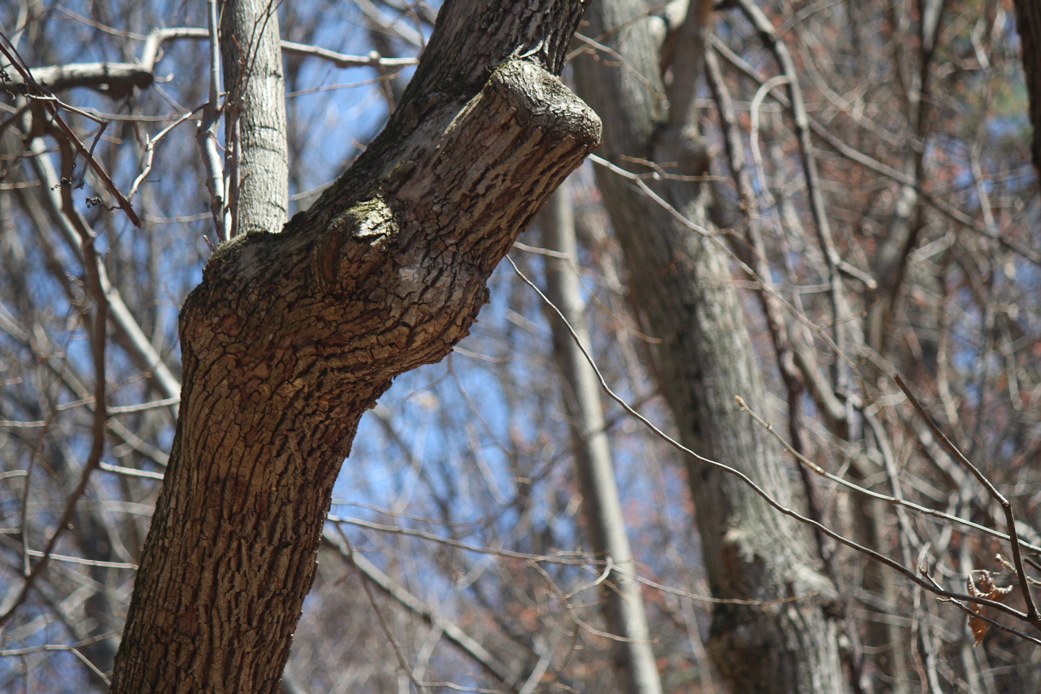 Canon EF-S 55-250mm F4-5.6 IS sample photo. Img photography