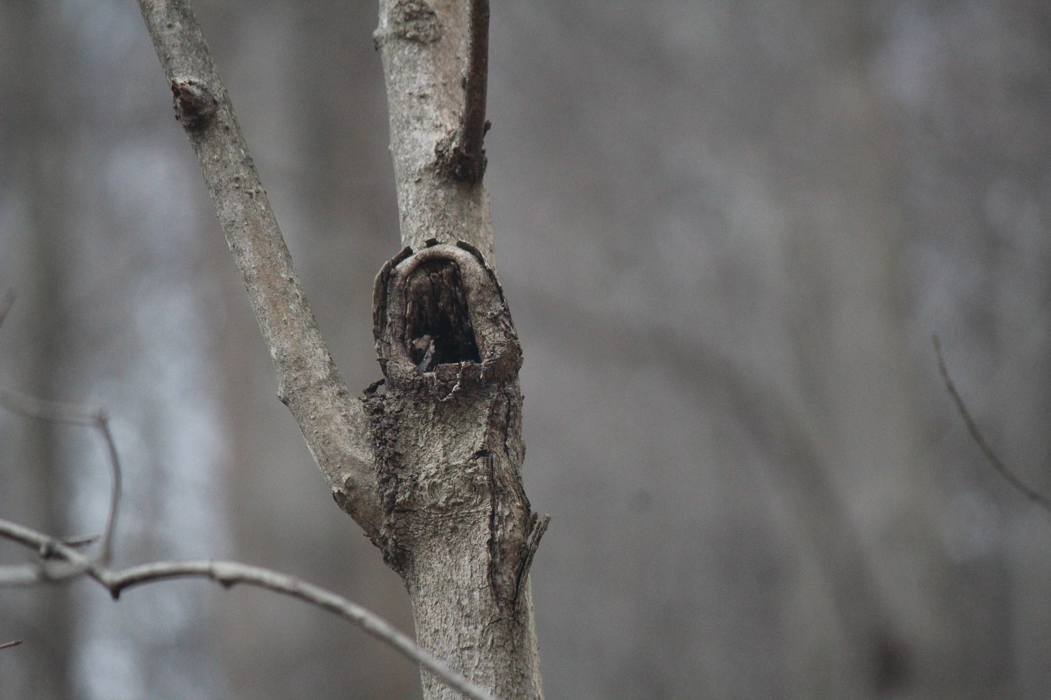 Canon EF-S 55-250mm F4-5.6 IS sample photo. Img photography