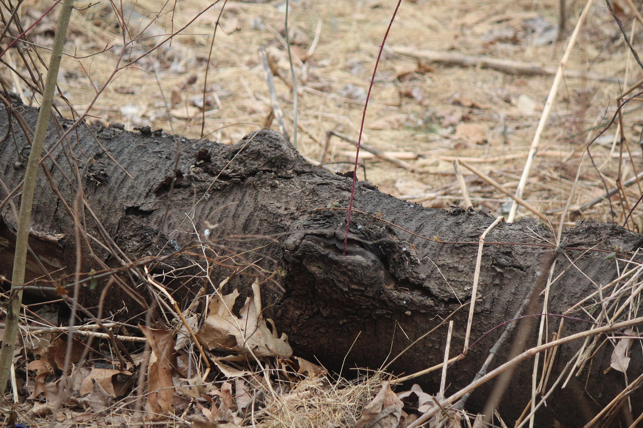 Canon EF-S 55-250mm F4-5.6 IS sample photo. Img photography