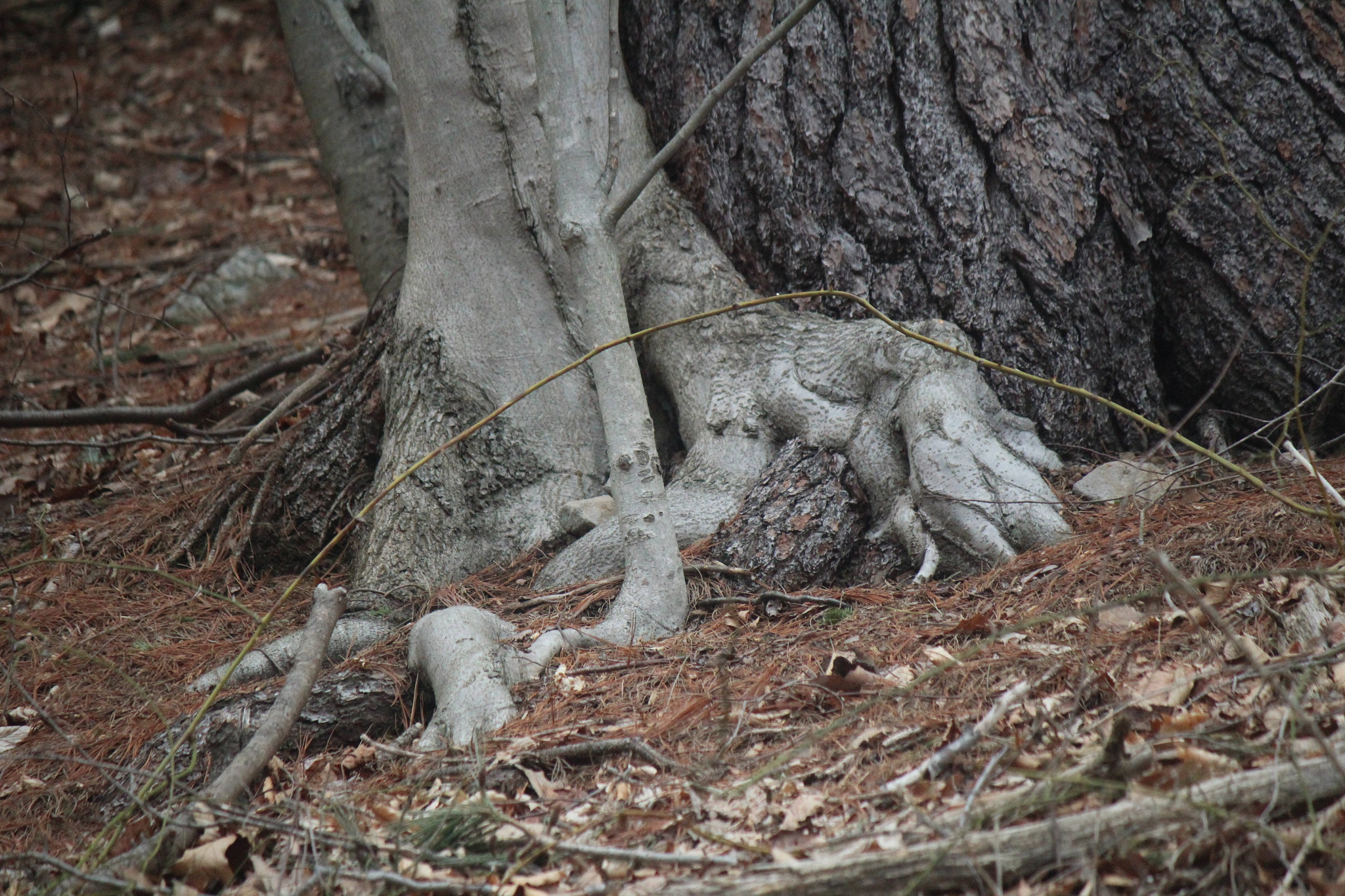 Canon EF-S 55-250mm F4-5.6 IS sample photo. Img photography