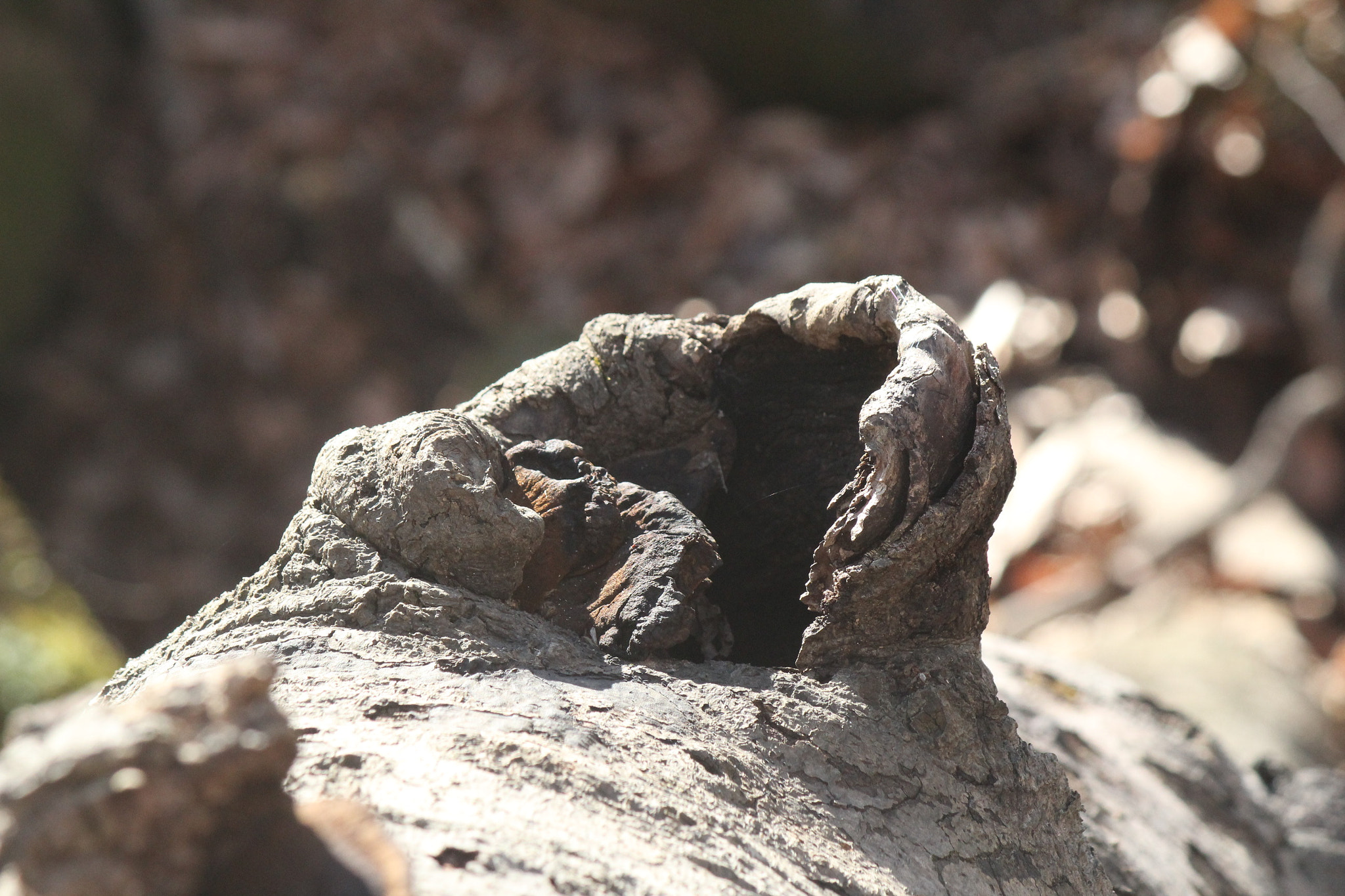 Canon EF-S 55-250mm F4-5.6 IS sample photo. Img photography