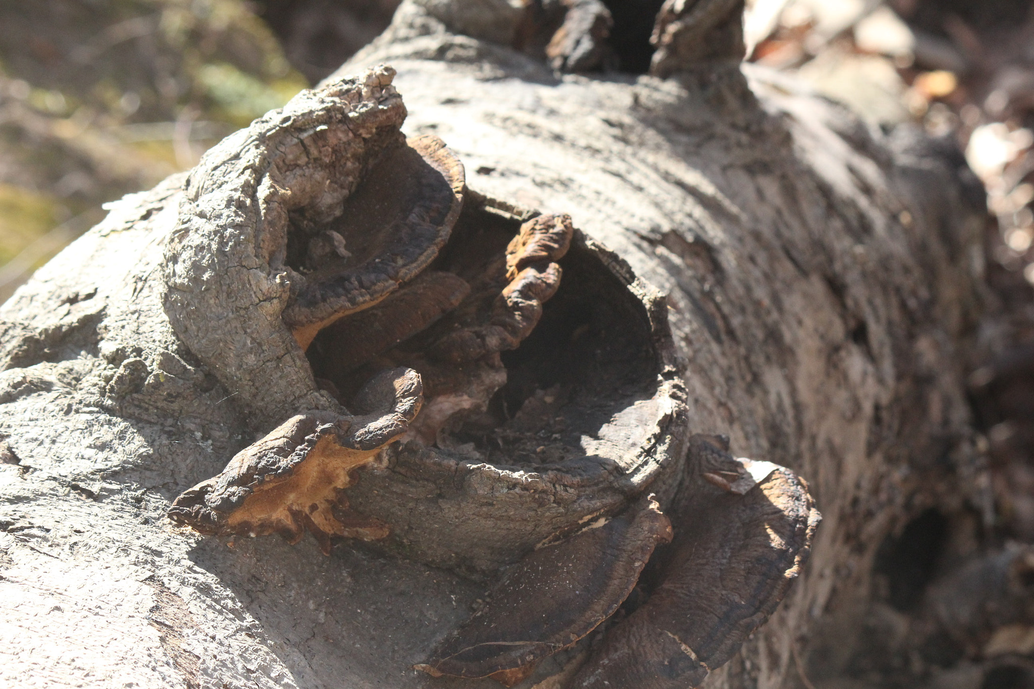 Canon EF-S 55-250mm F4-5.6 IS sample photo. Img photography