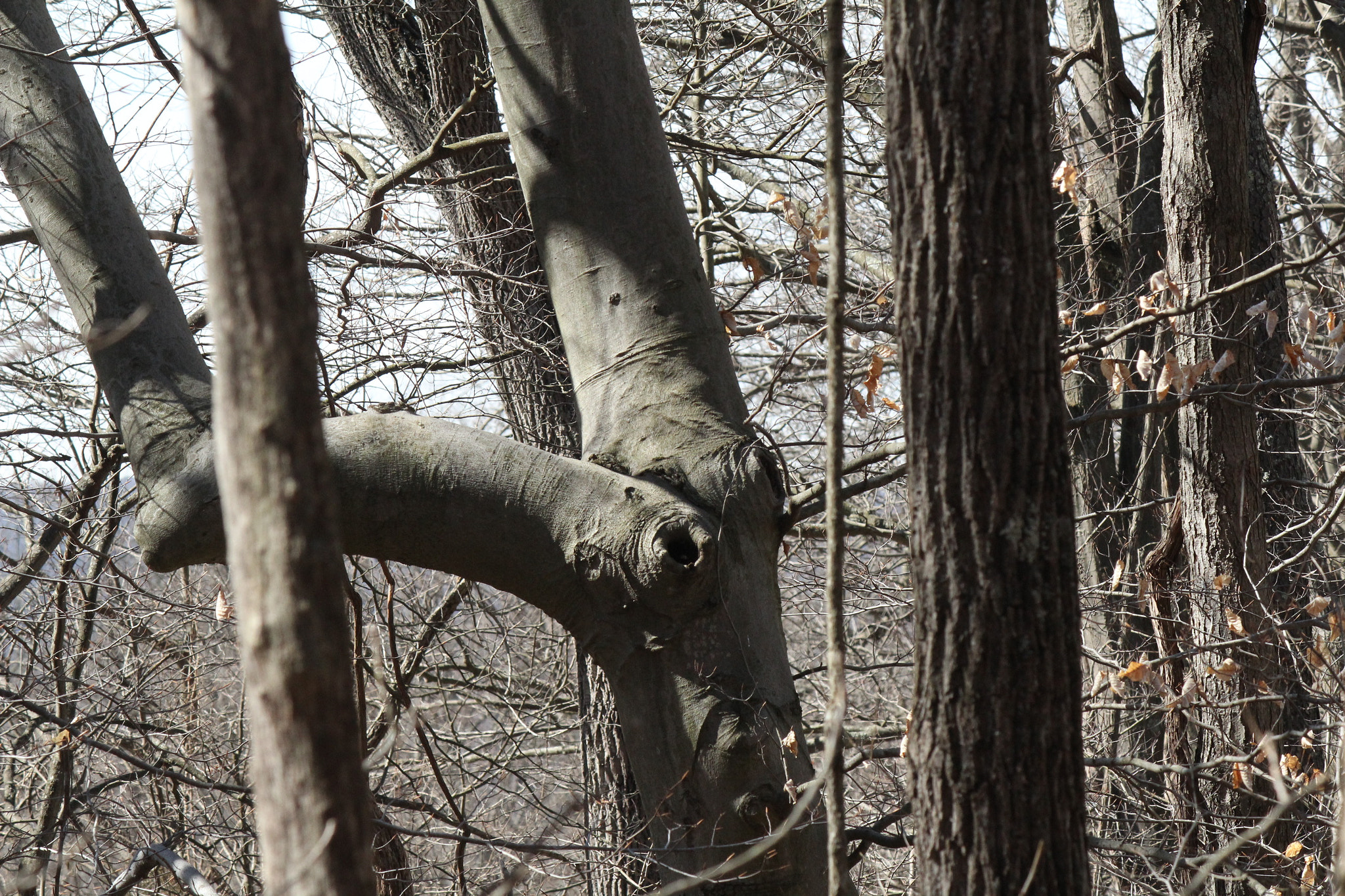 Canon EF-S 55-250mm F4-5.6 IS sample photo. Img photography
